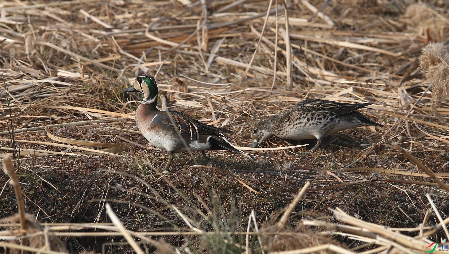 D89P6660.JPG
