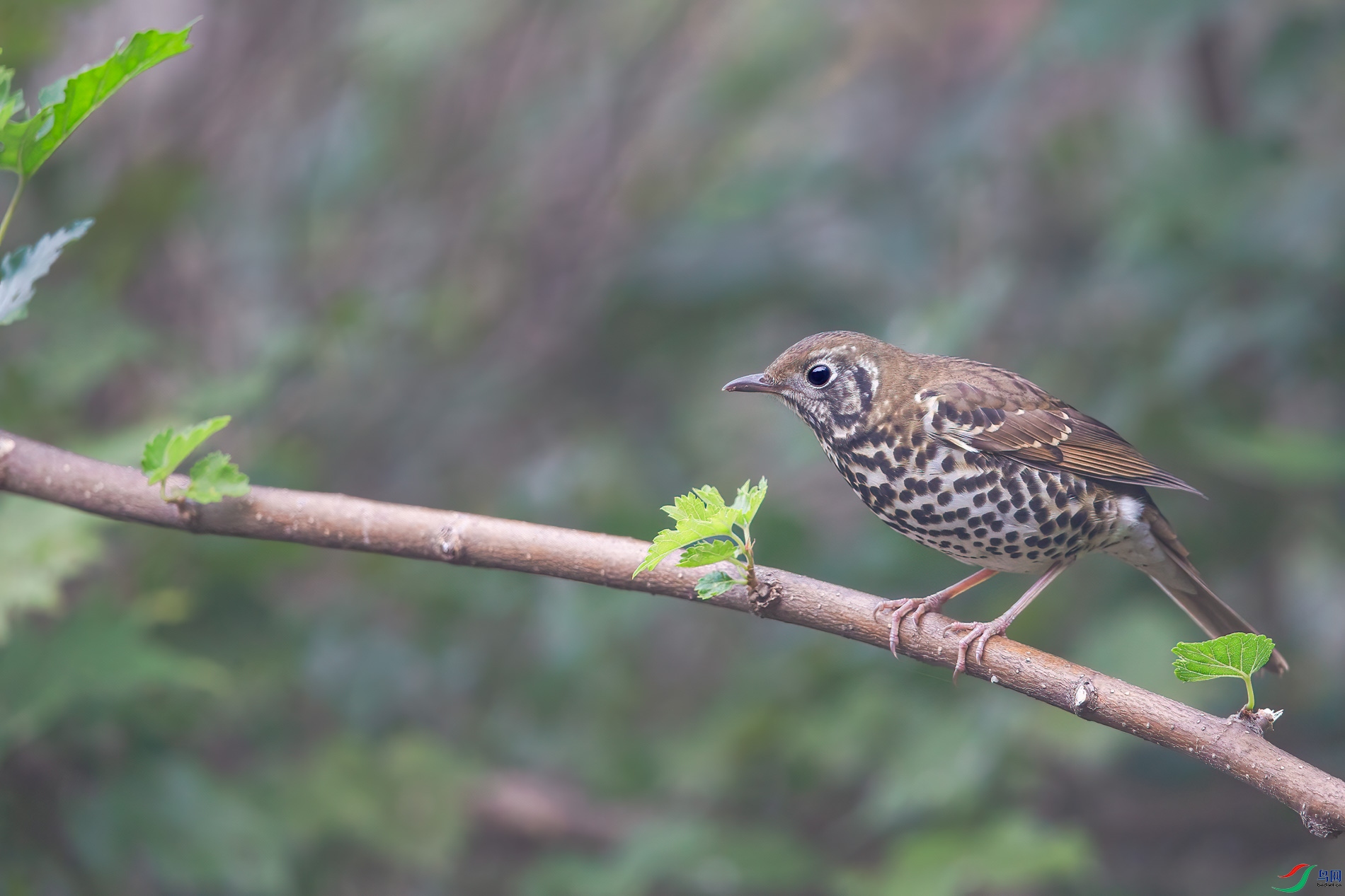 AQ4P0115-1.jpg