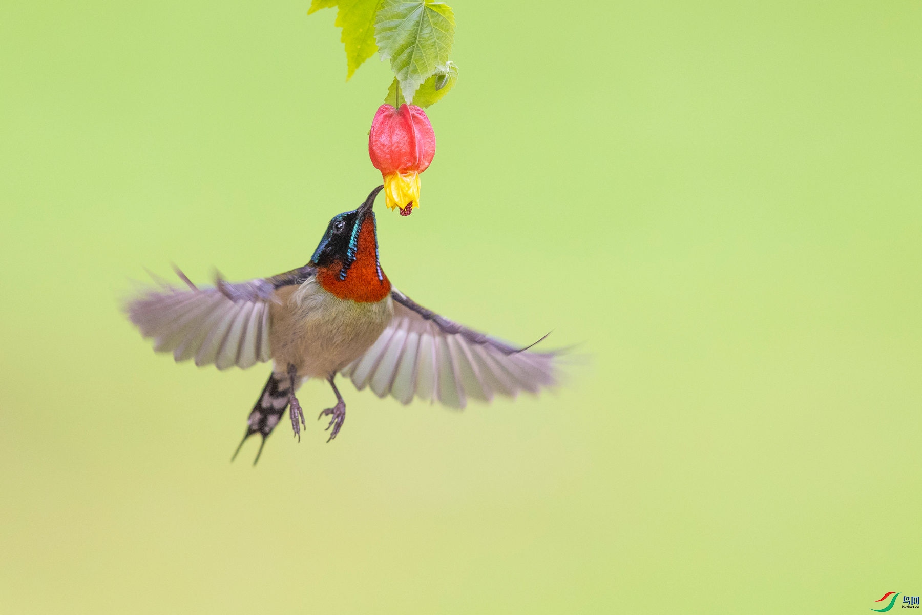 ��β̫����