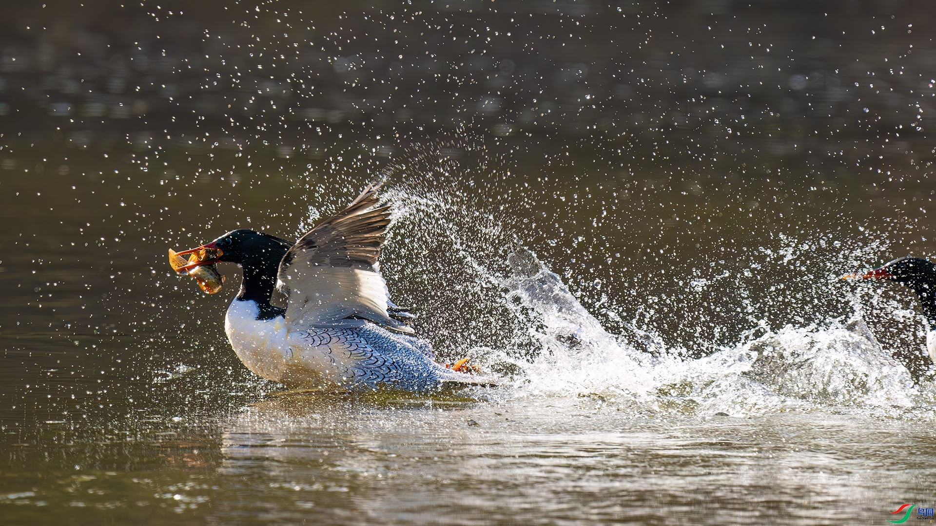 ���ڵ��ɽ��� ���� ľ�� ��һ.jpg