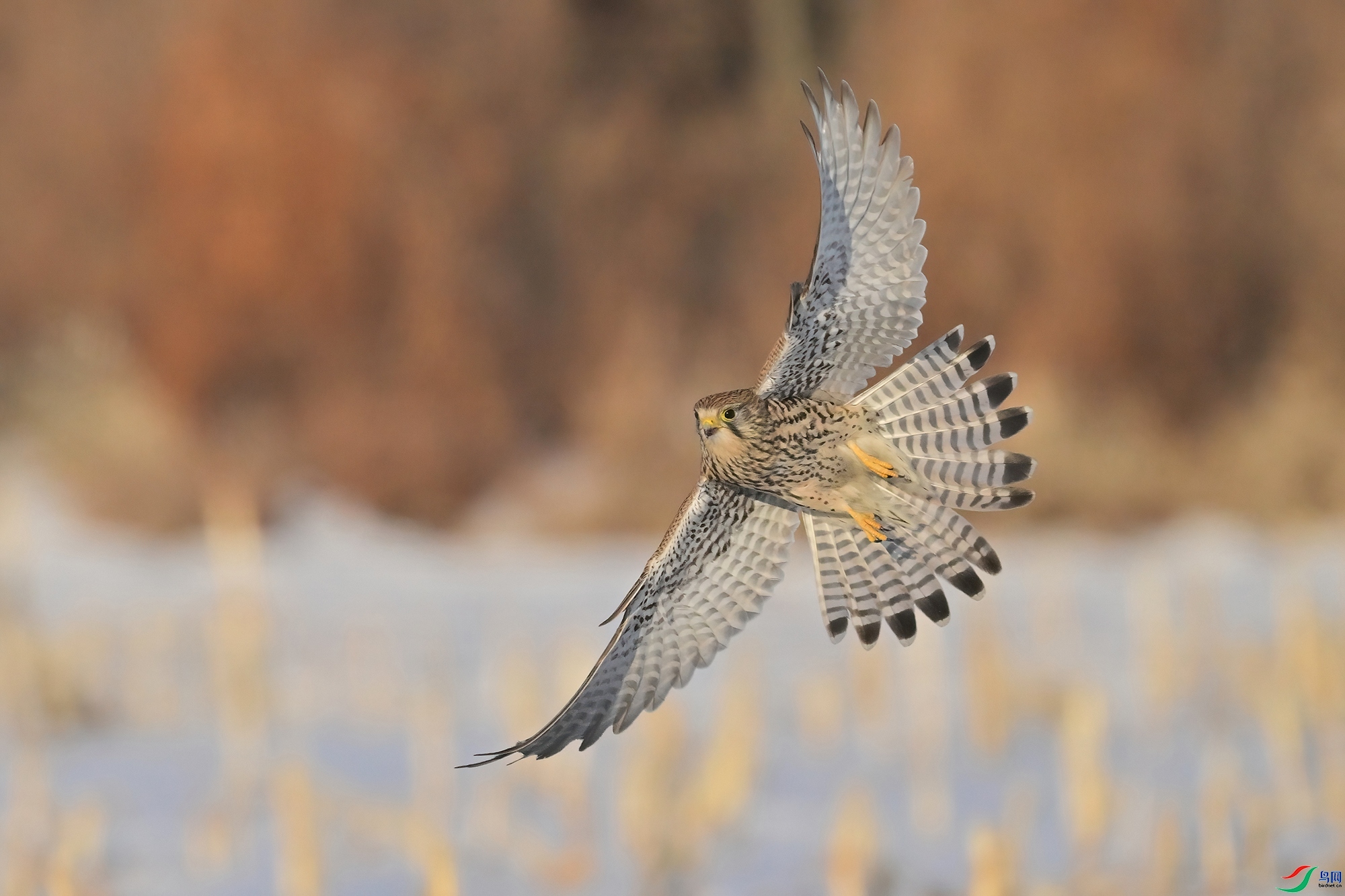 ӭ�����ĺ��� ���� 0451x  �ܶ�.jpg