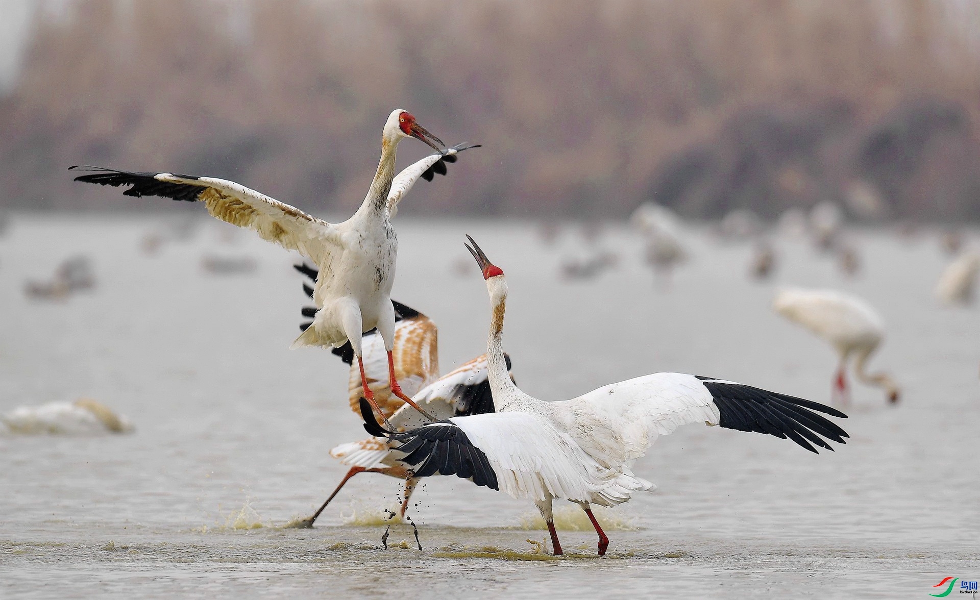 ӭ����ս  ���� ����뻳 ����.jpg