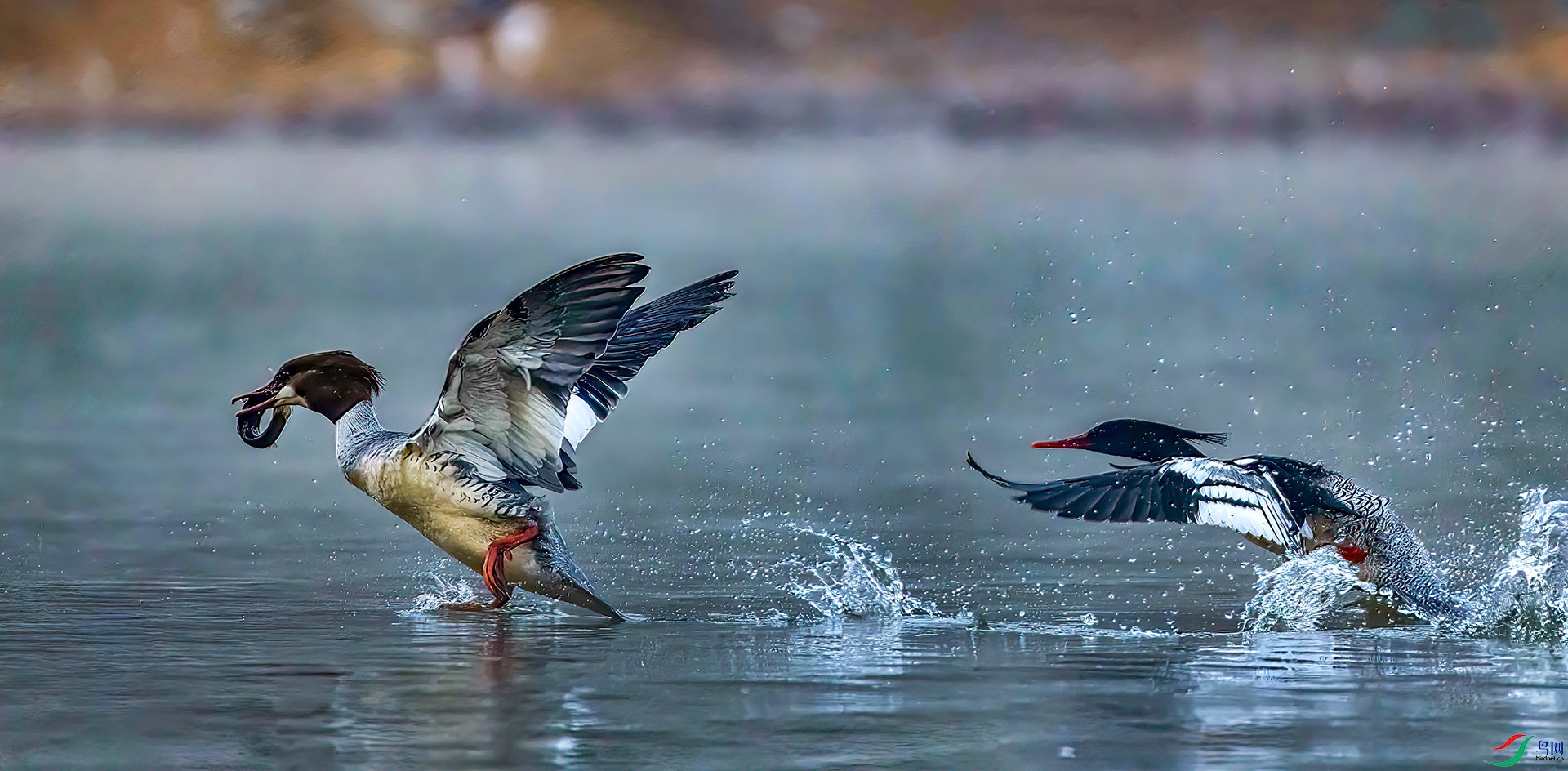 _60A4663 ����1-SharpenAI-motion-Sh---3 .jpg