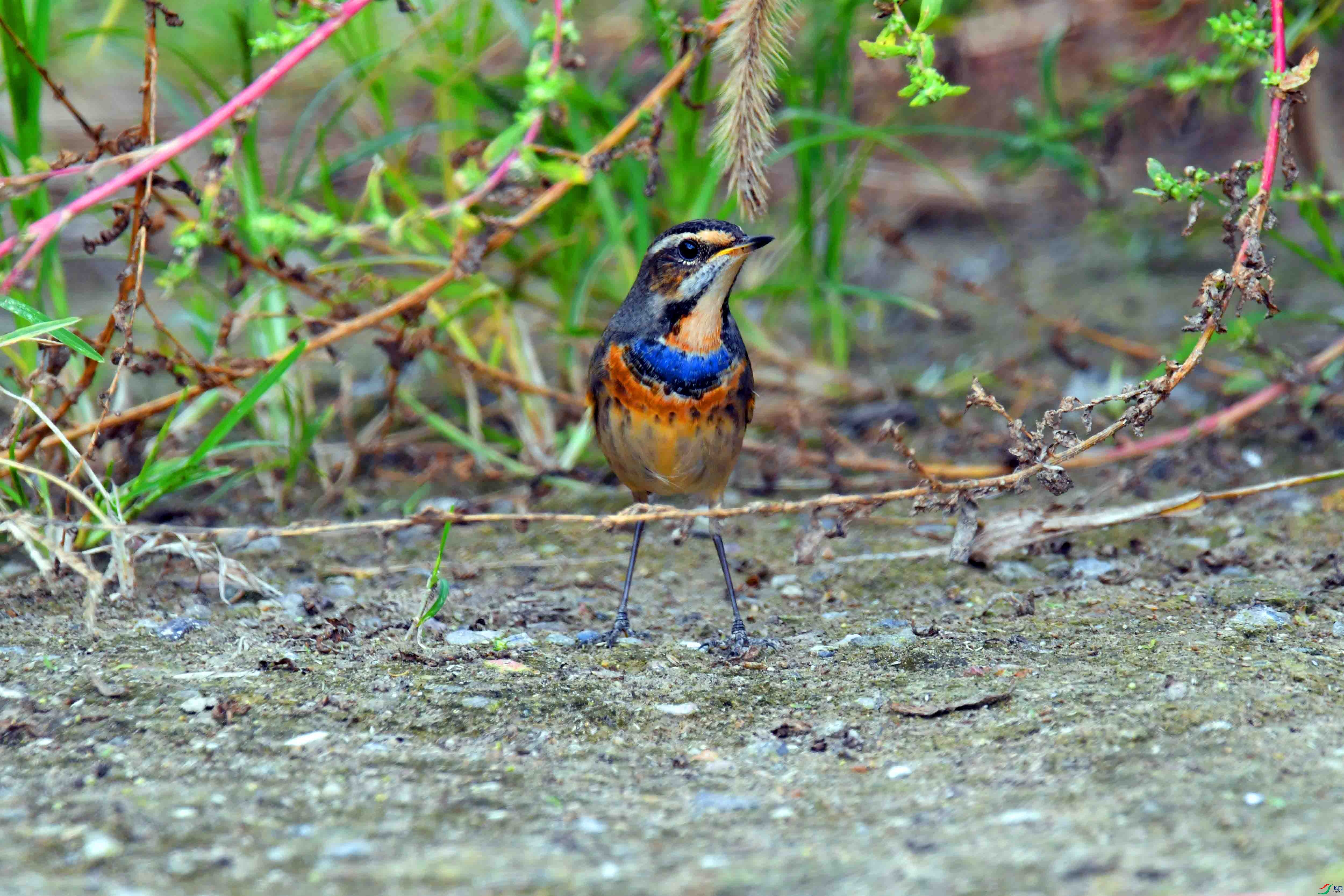 DSC_2106.JPG