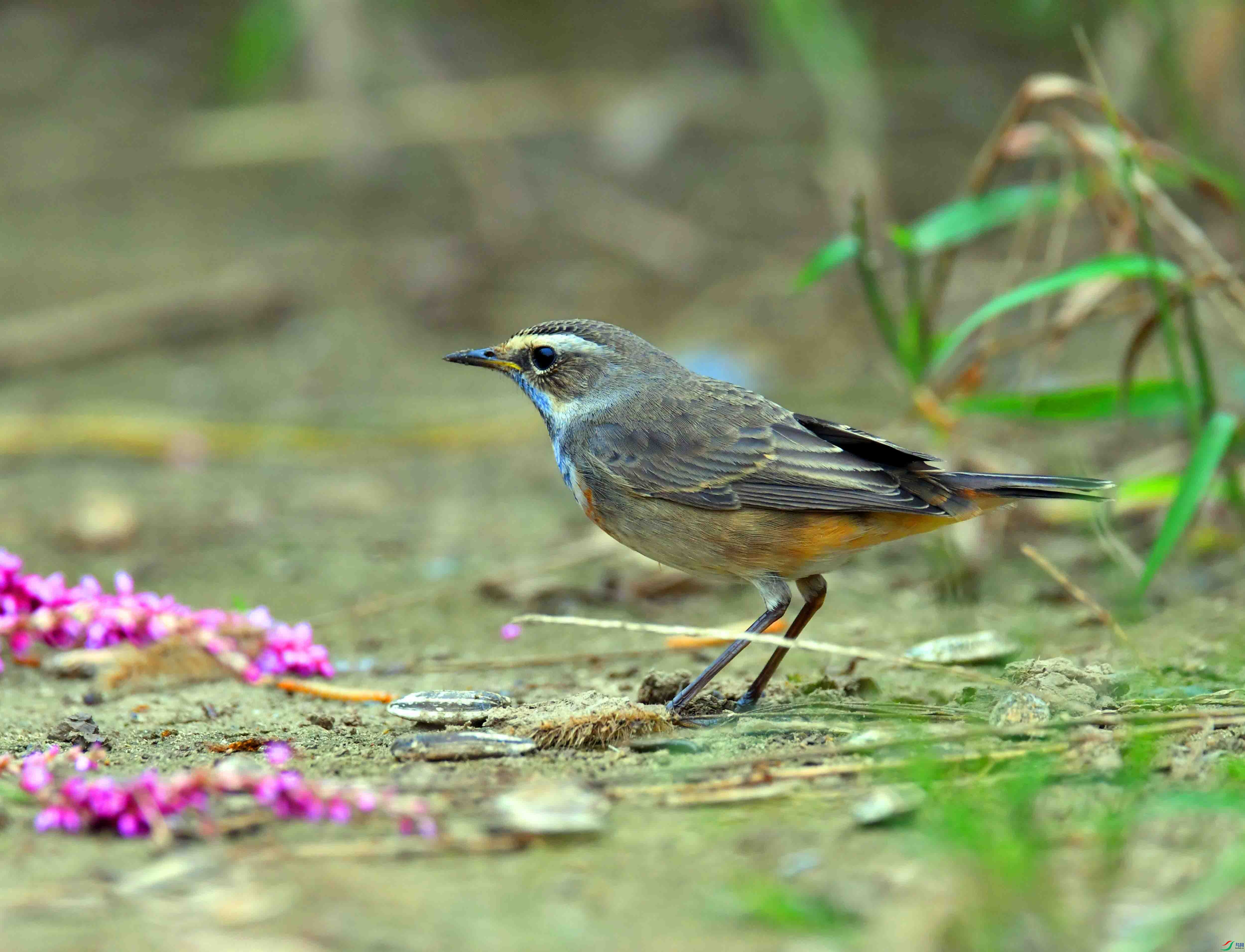 DSC_2409.JPG