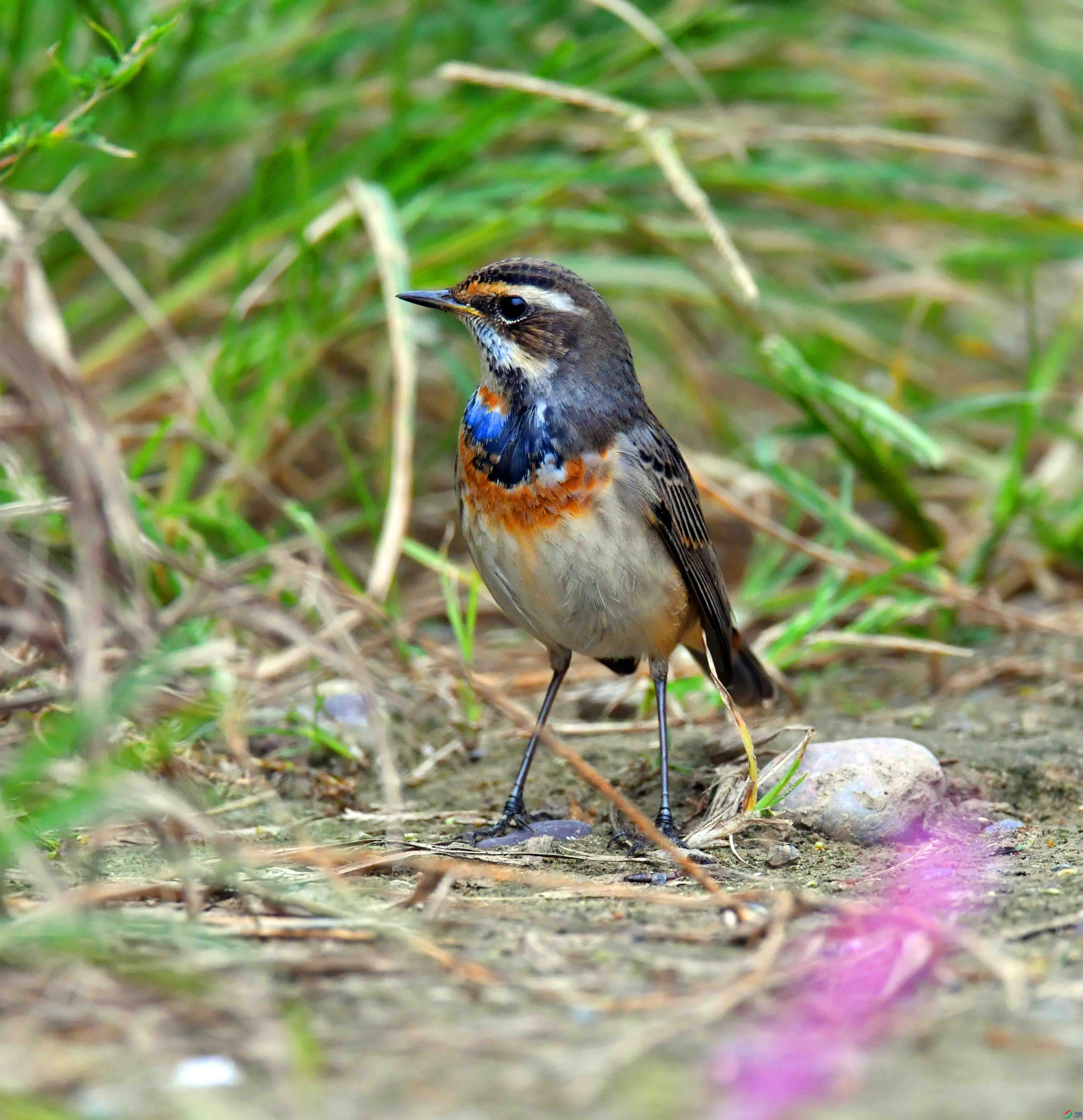 DSC_2592.JPG