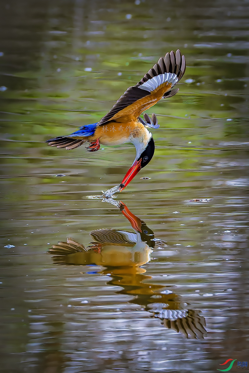 _97A3208-CR3 copy2.jpg