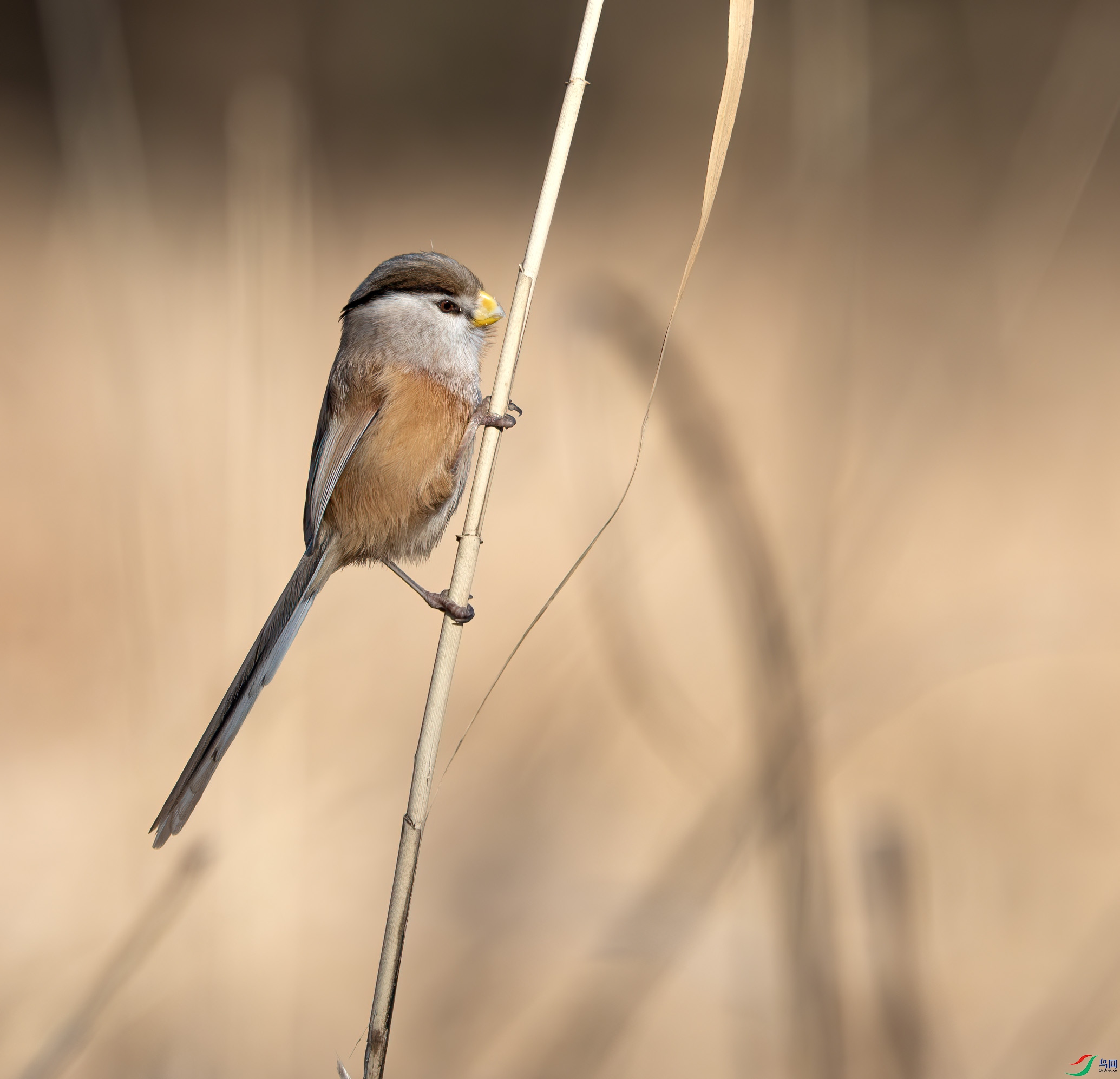 DSC_1359-����ǿ-NR ����.jpg