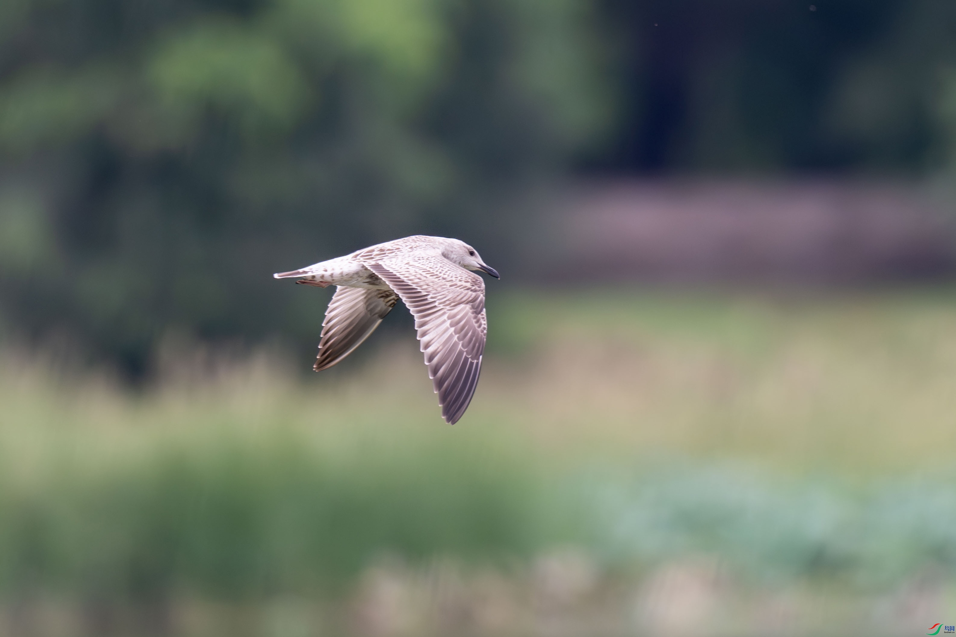 DSC_5250.jpg