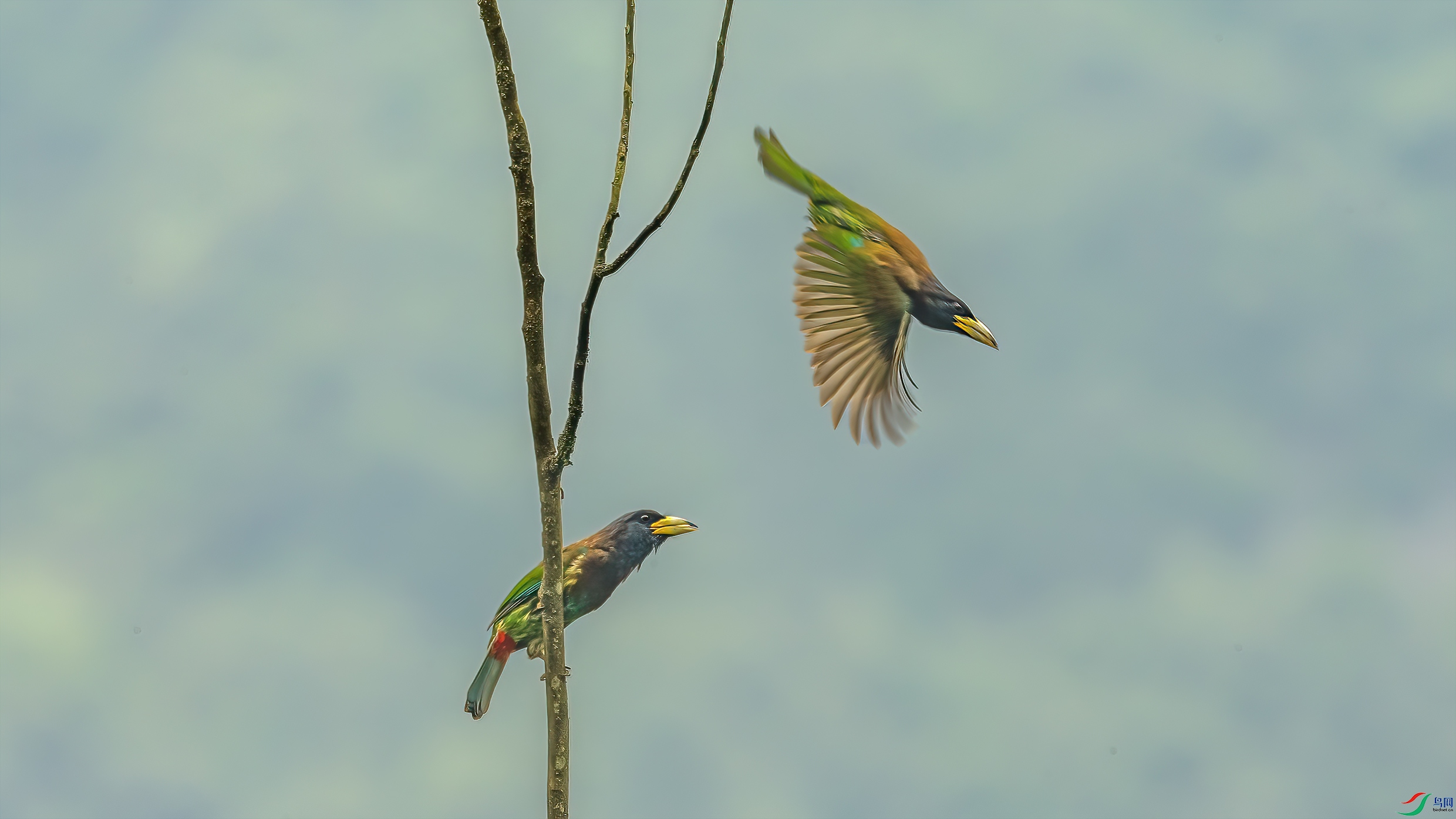 C09R3517 ����.jpg