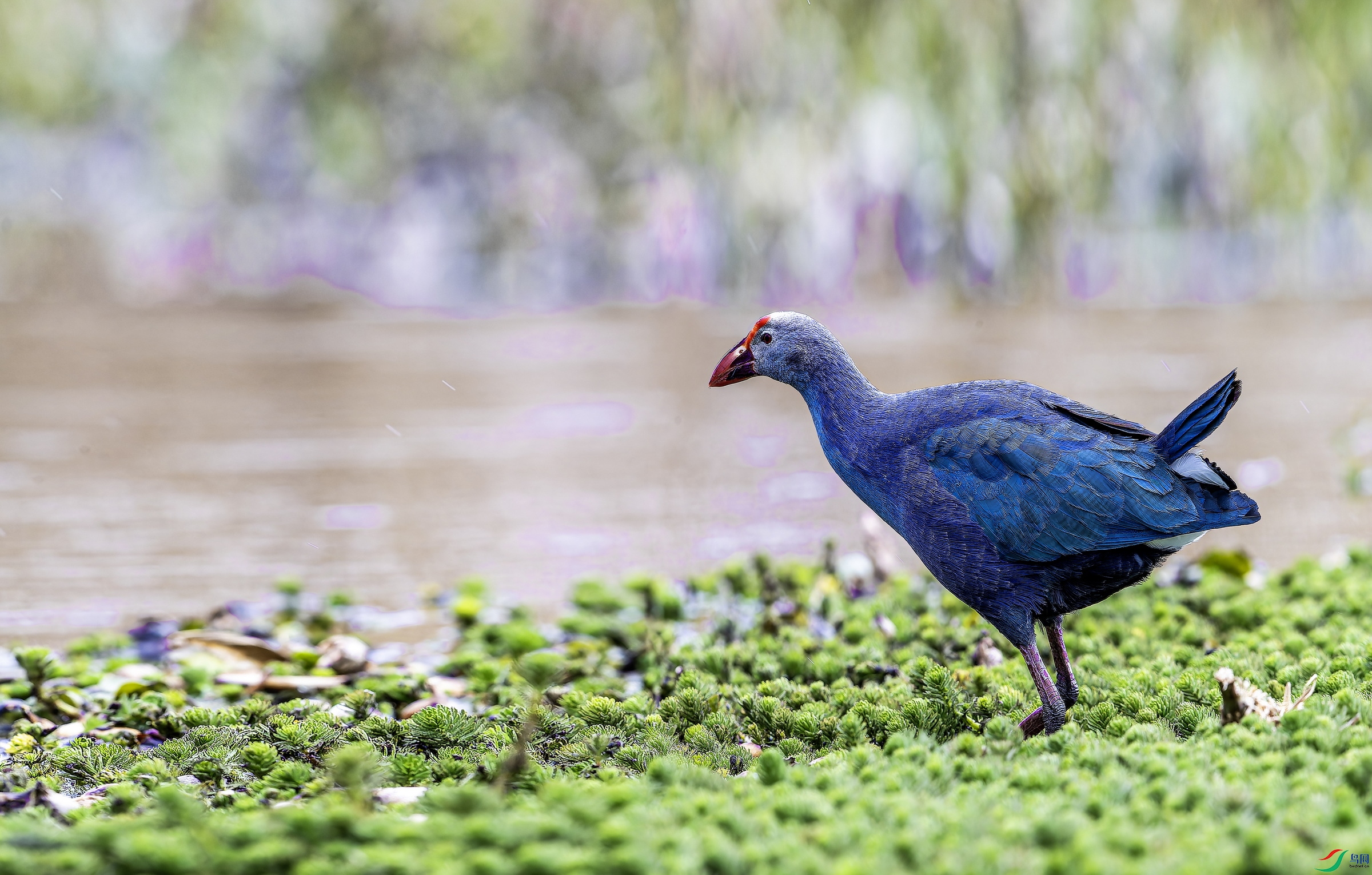 ��ˮ�� (3)-1.jpg