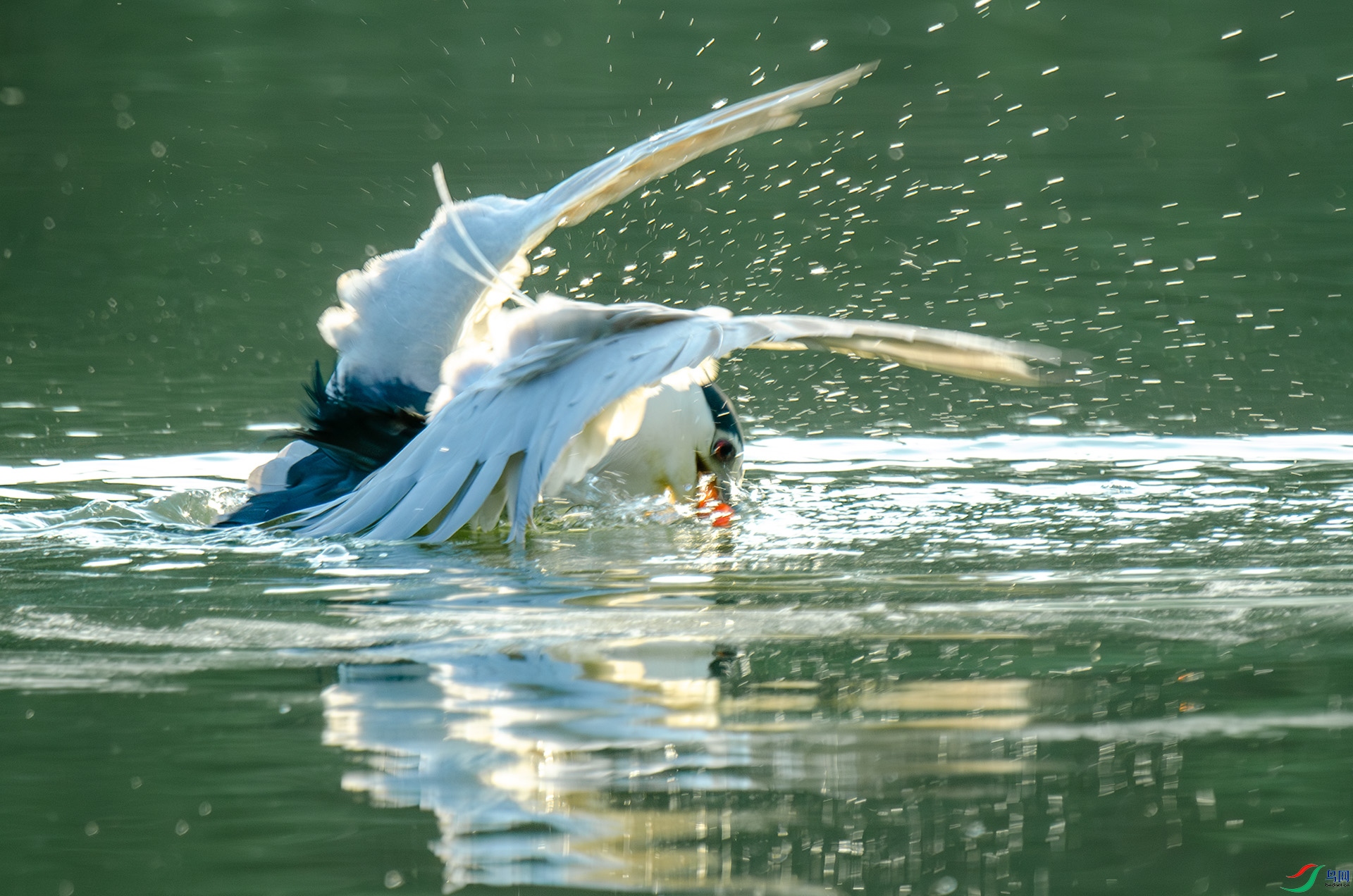 DSC_4136-����ǿ-NR ����.jpg