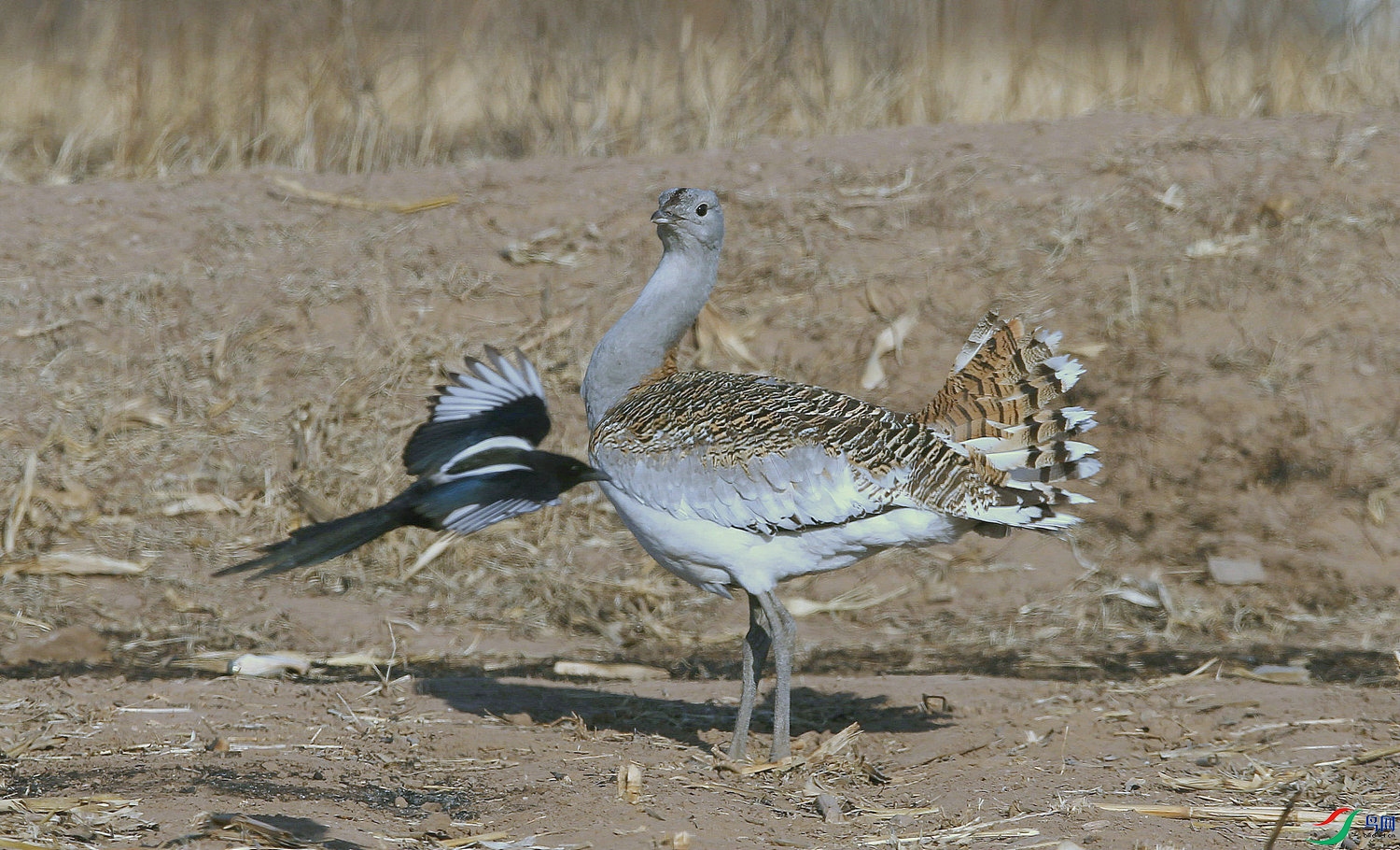 DB 29����.jpg