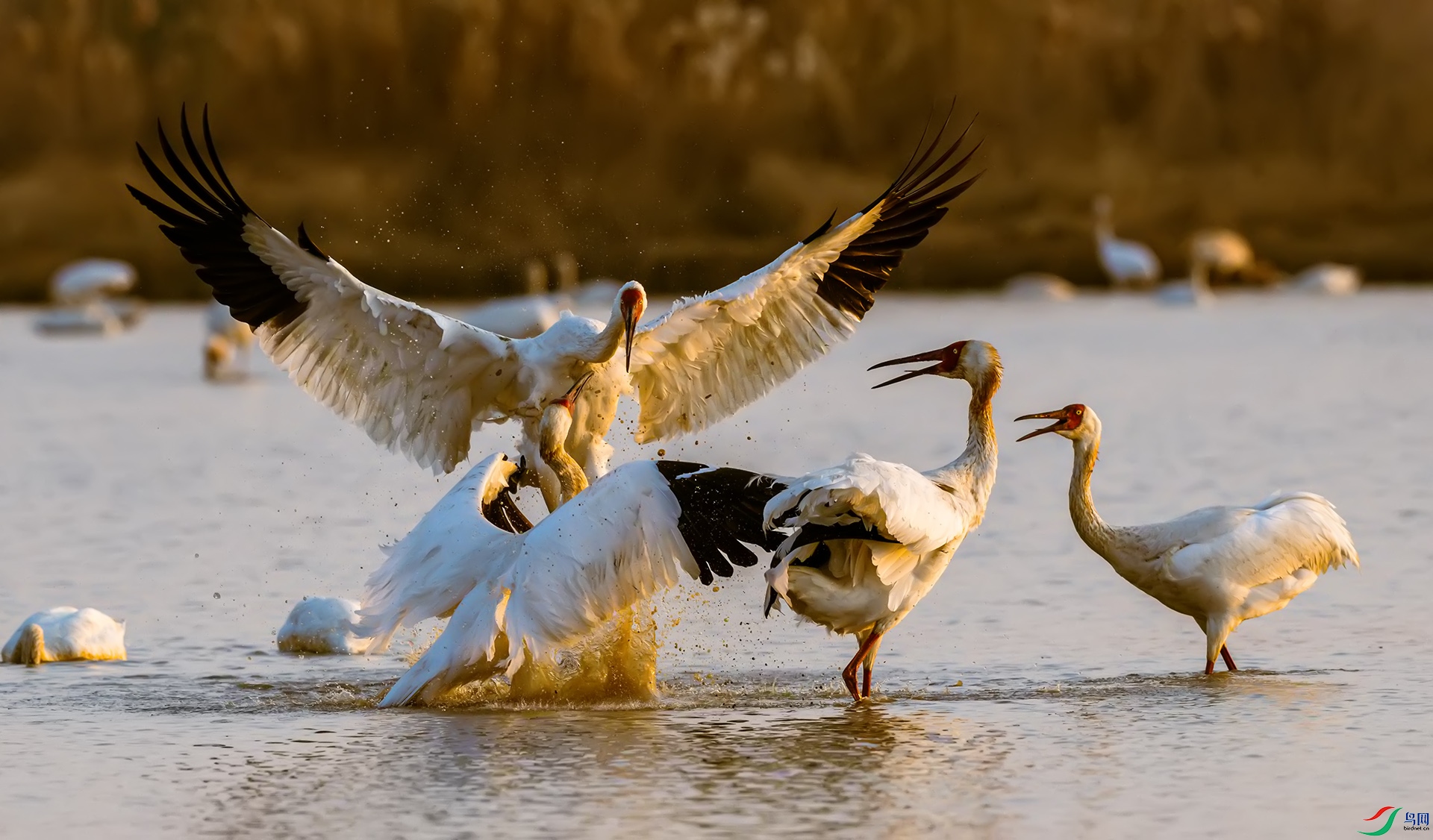 ����ծ��