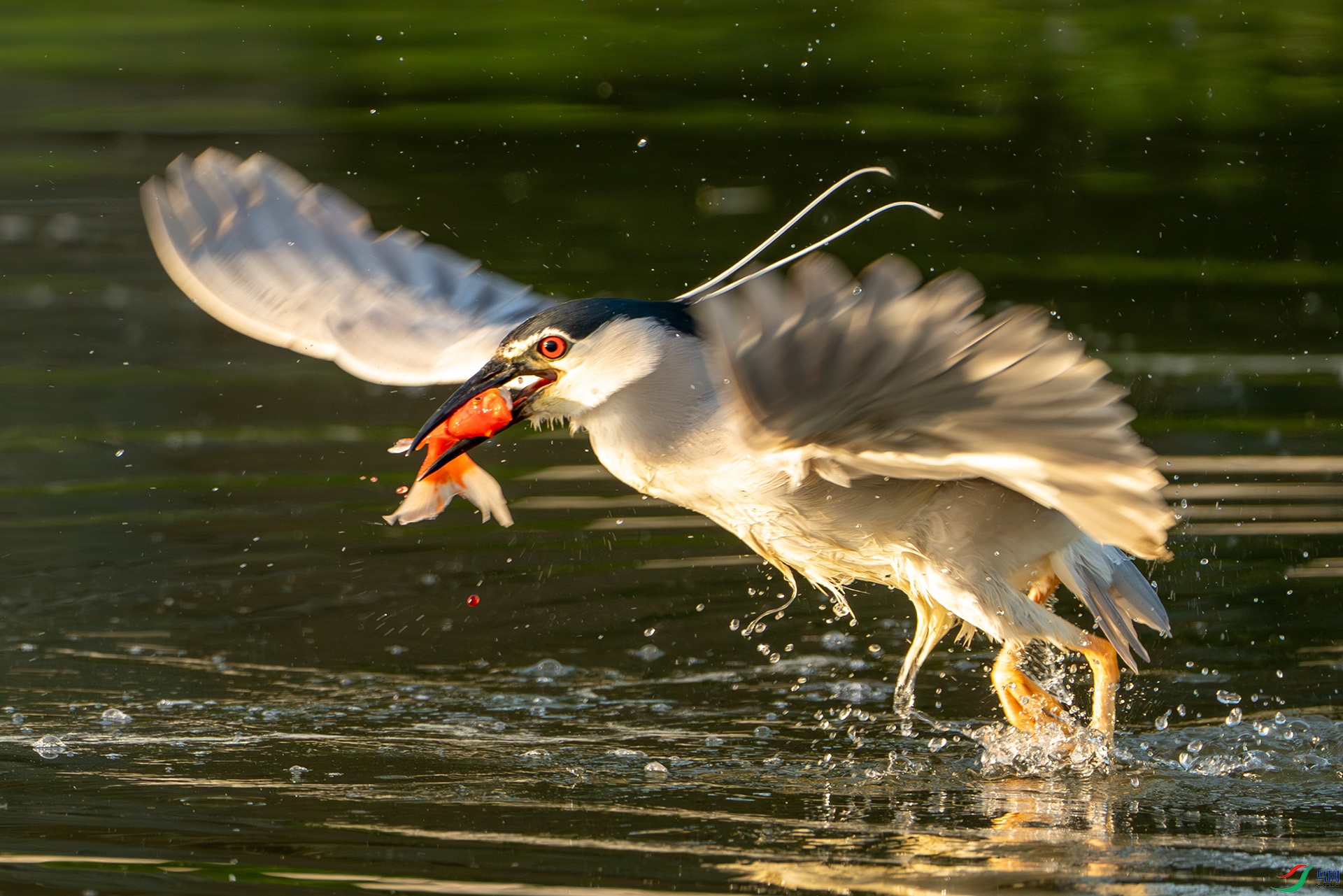 DSC05448-����ǿ-NR ����.jpg