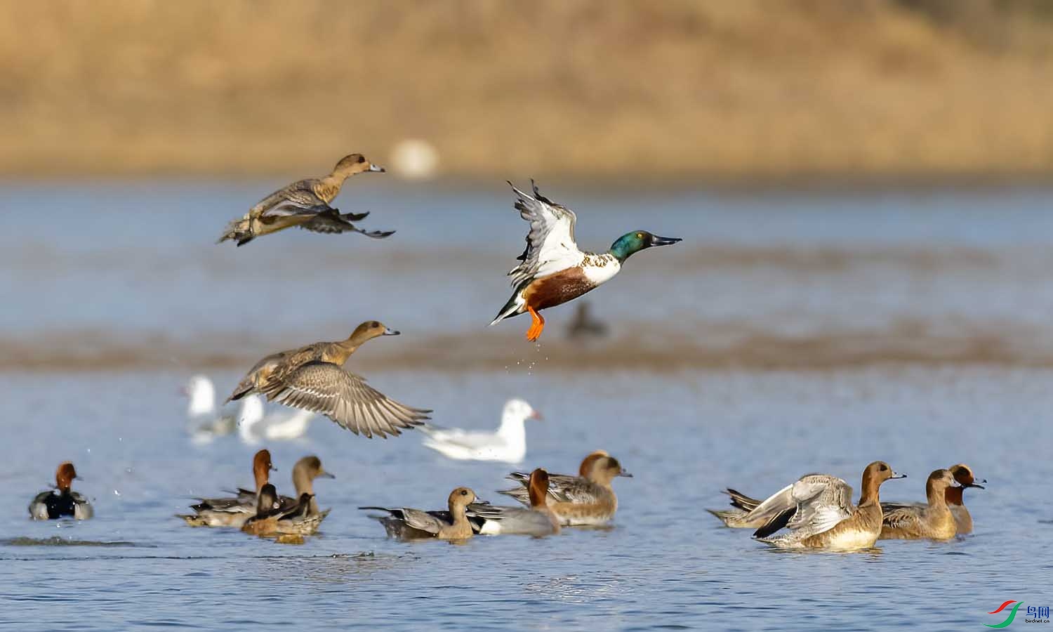 DSC_5261 ����.jpg