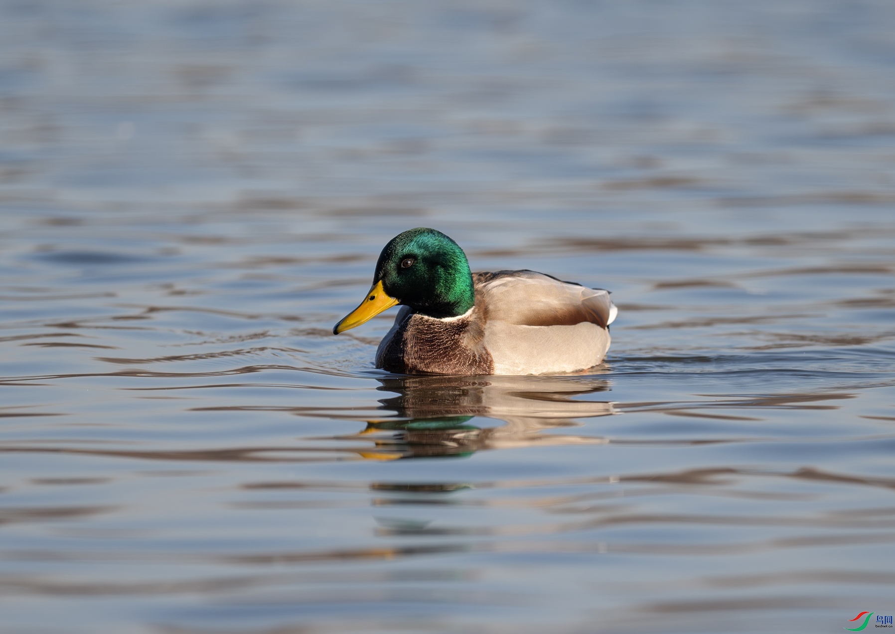 DSC_4954f.jpg