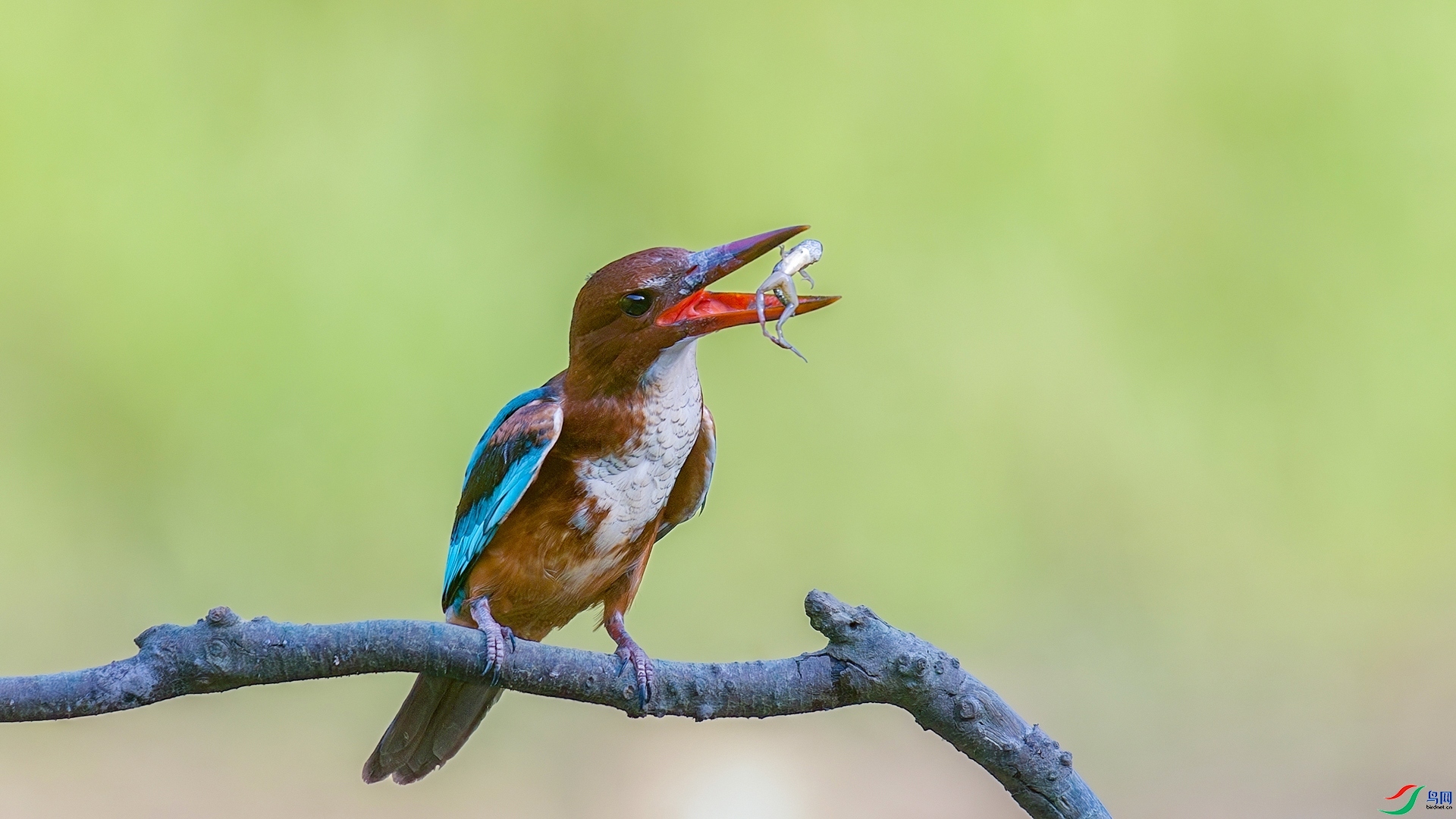 1.3�ƽ�Ҷ��ʦ��Ʒ   ������䡪��С���� ��ף���ٻ����Ѿ�����.jpg