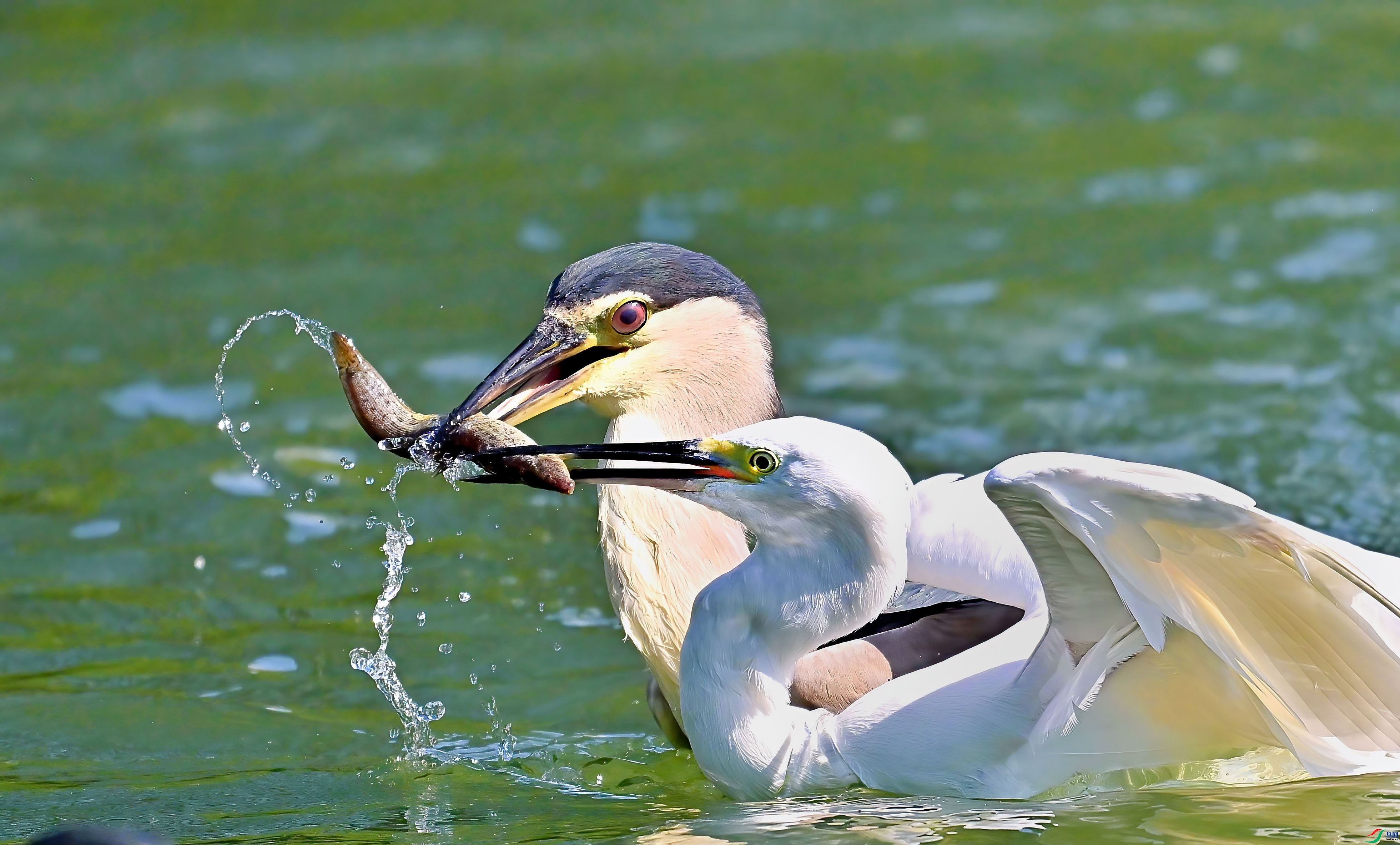 1.3�͸���ʦ��Ʒ   ����ǫ�� ��ף���ٻ��Ա������.jpg