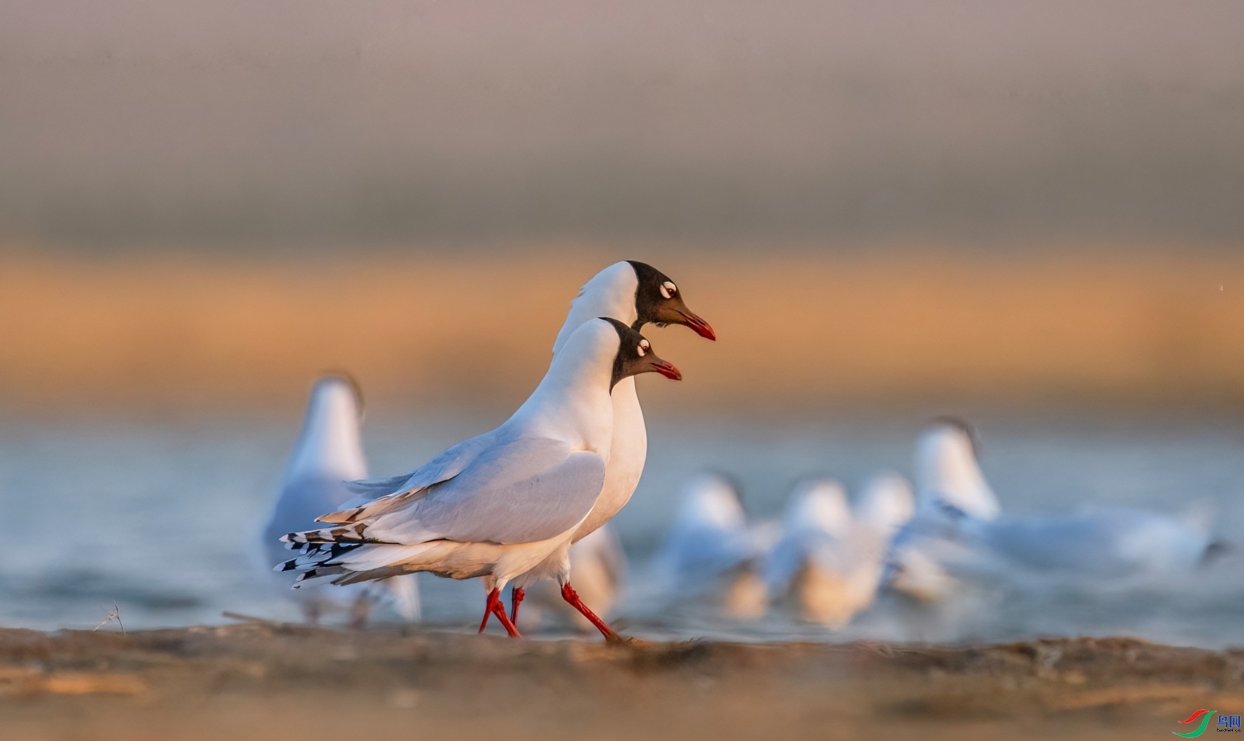 1.4����ͬ��yy��ʦ��Ʒ   ��Ÿ��һ�� ��ף���ٻ��Ա������.jpg