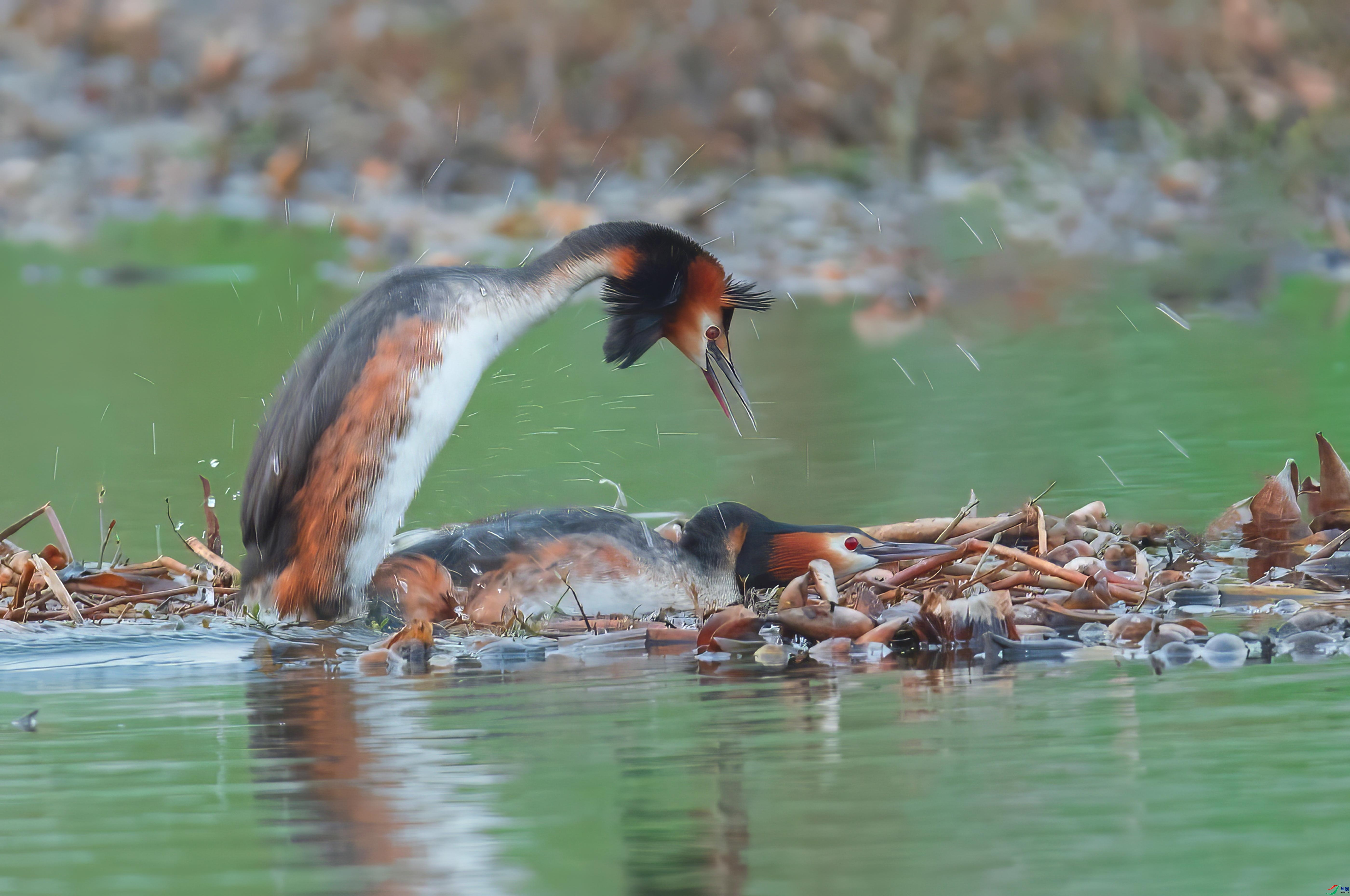 1.5��������ʦ��Ʒ   ˮ���Ľ� ��ף���ٻ����Ѿ�����.jpg