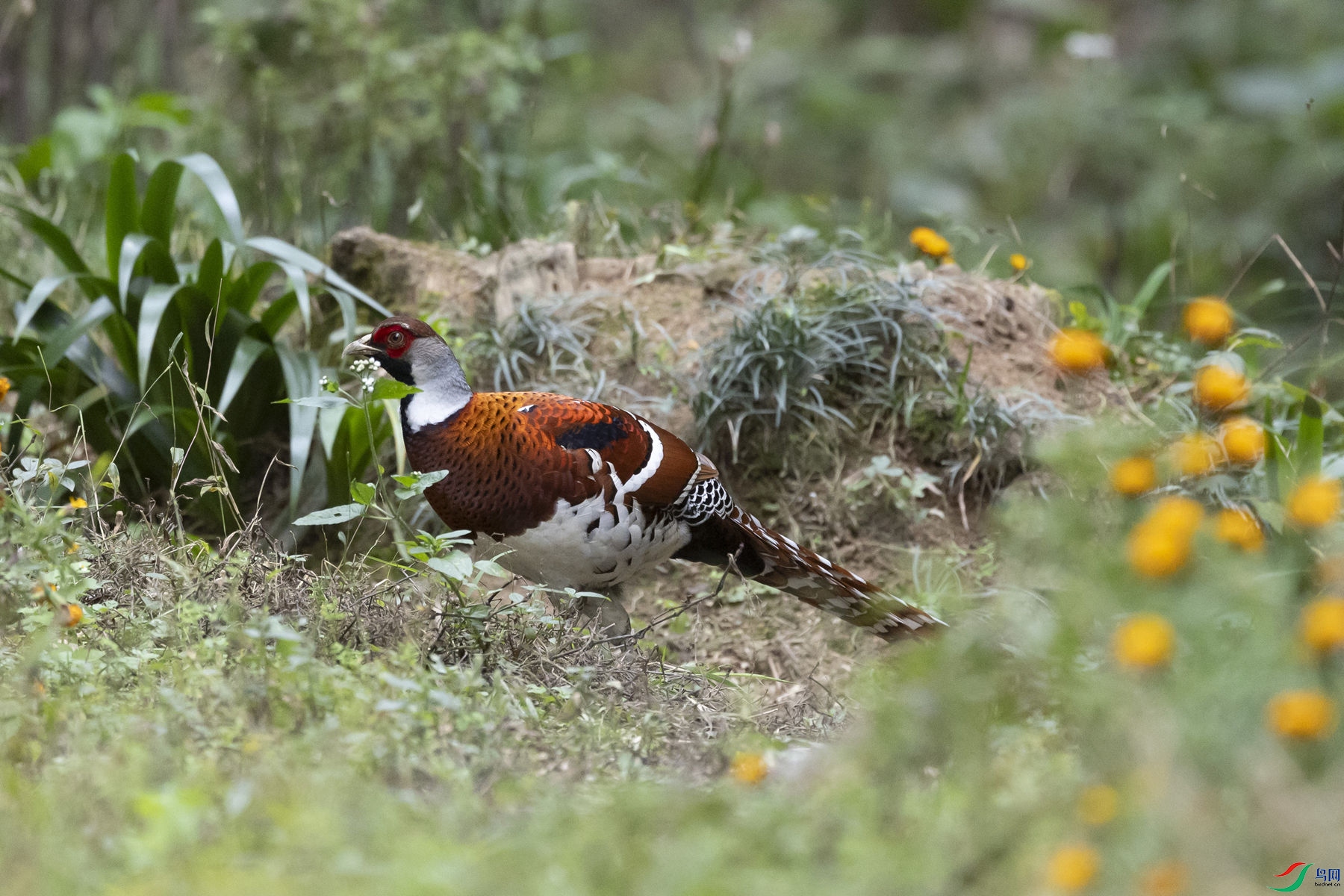 �׾���β��