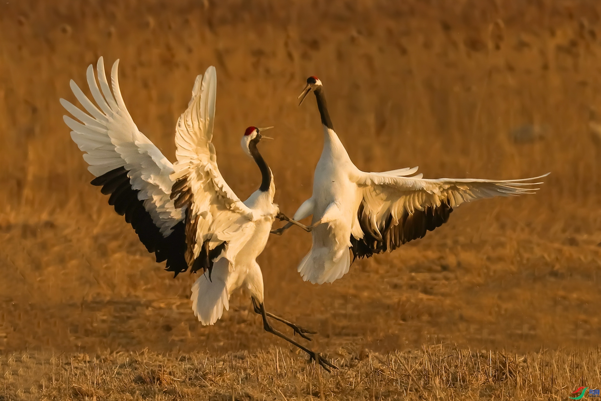 1.3 ��������ʦ��Ʒ  ������  �ٻ�2025��1��3�ջ�Ա��ҳ����.jpg