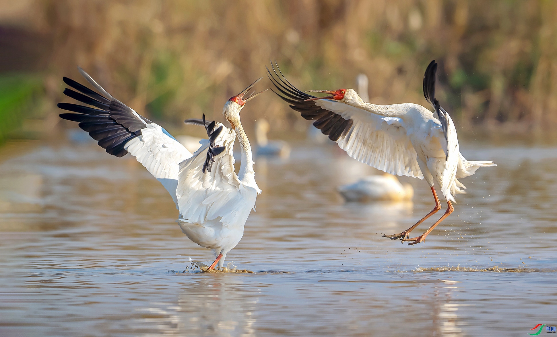 1.3 ��������ʦ��Ʒ  ˫�׶���  �ٻ�2025��1��3����Ӱʦ��ҳ����.jpg