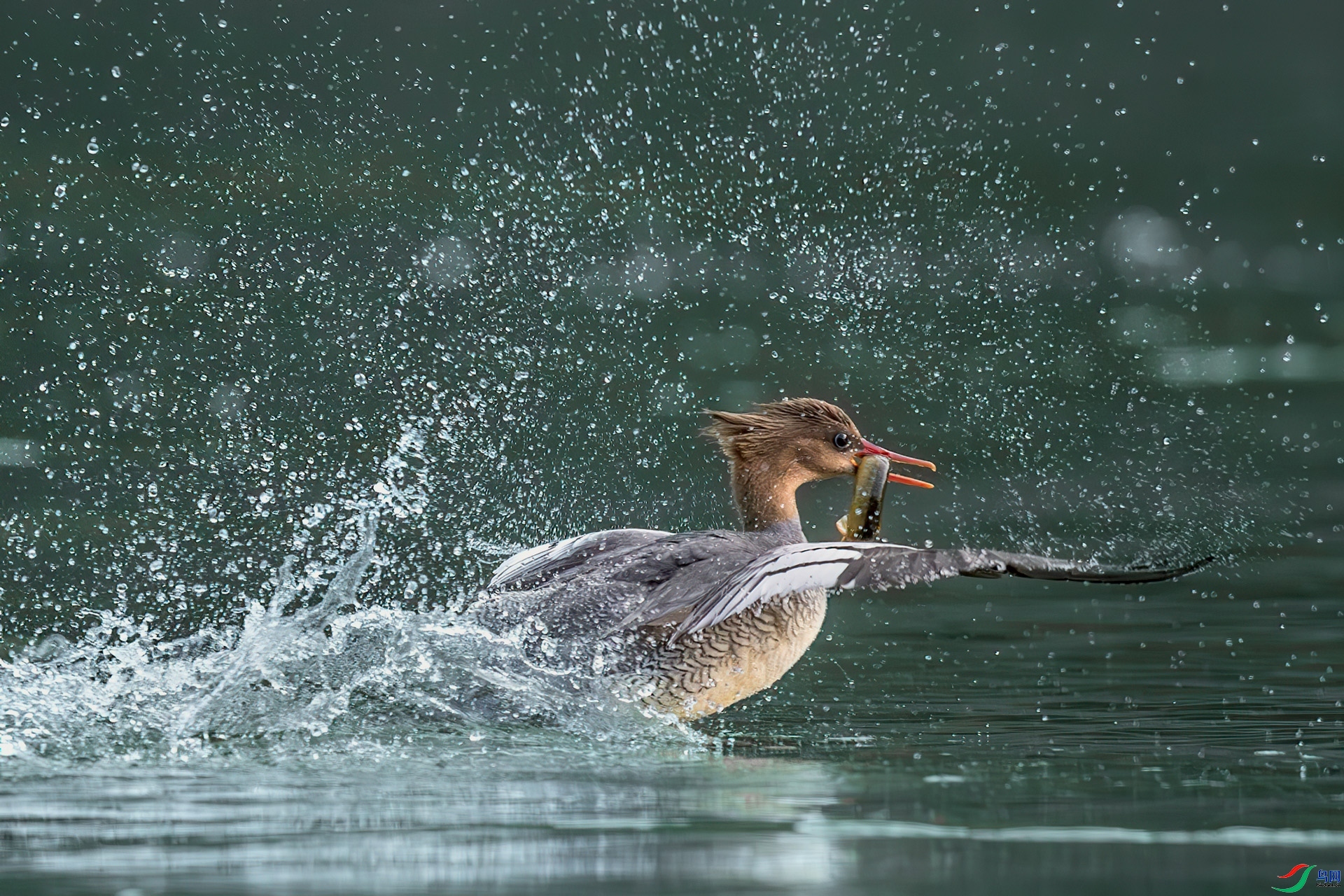 1.3 ��Ů��·����ʦ��Ʒ  ��ɳѼ  �ٻ�2025��1��3�հ�����ҳ����.jpg