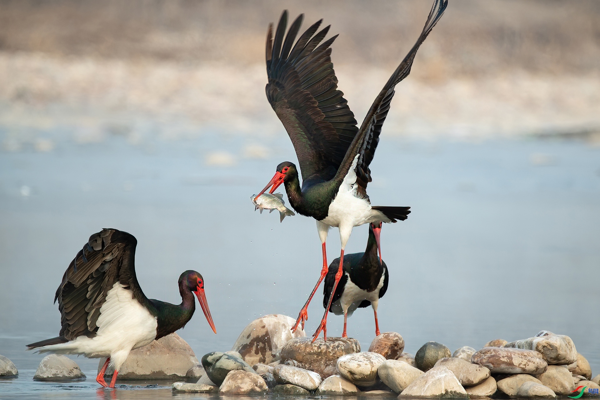 1.4 ����¥̨��ʦ��Ʒ  ����  �ٻ�2025��1��4��������ҳ����.jpg