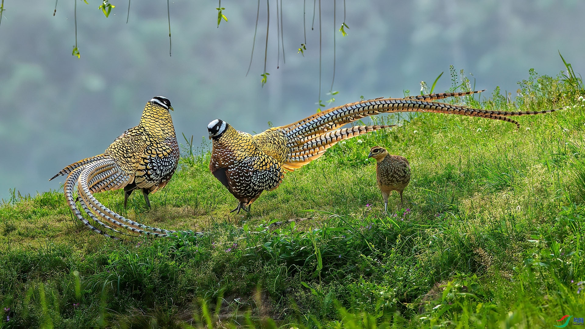 1.4 �ɵ���ʦ��Ʒ  �׹ڳ�β��  �ٻ�2025��1��4����Ӱʦ��ҳ����.jpg