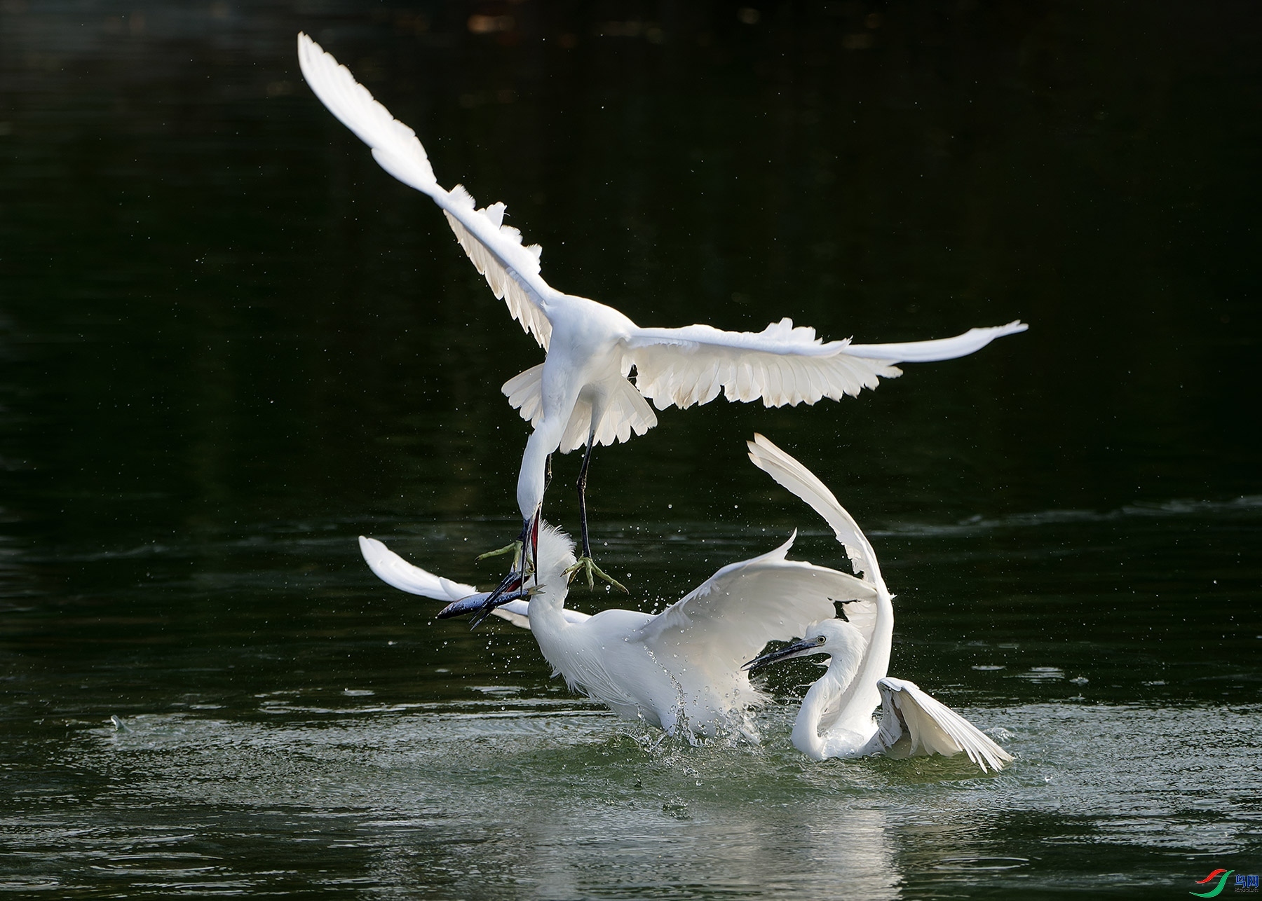 1.5 �ù�Ӱ��¼��ʦ��Ʒ  ͵Ϯ  �ٻ�2025��1��5�ջ�Ա��ҳ����.jpg