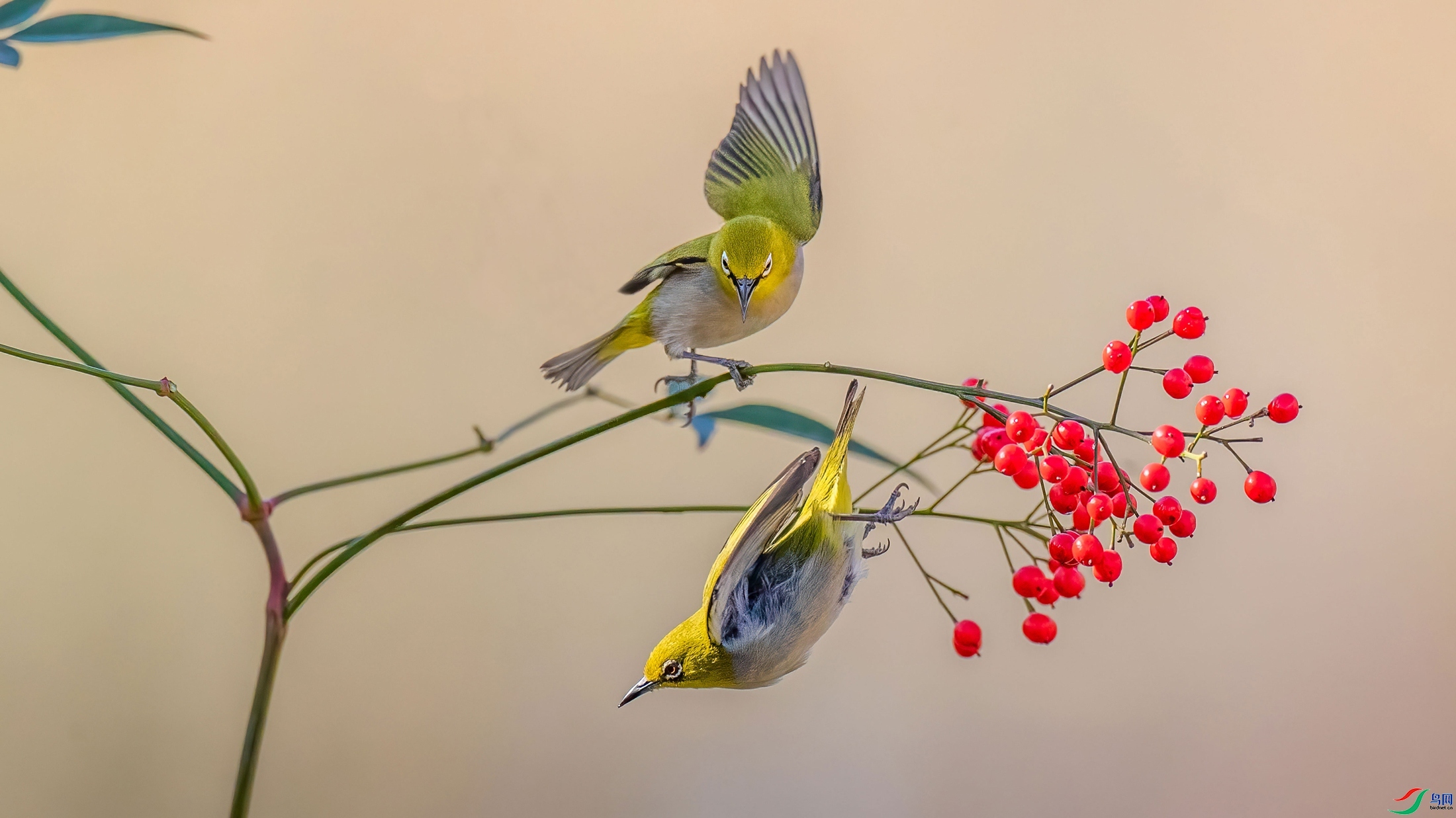 1.5 �ܻ�÷��ʦ��Ʒ  �鶯����  �ٻ�2025��1��5�ջ�Ա��ҳ����.jpg