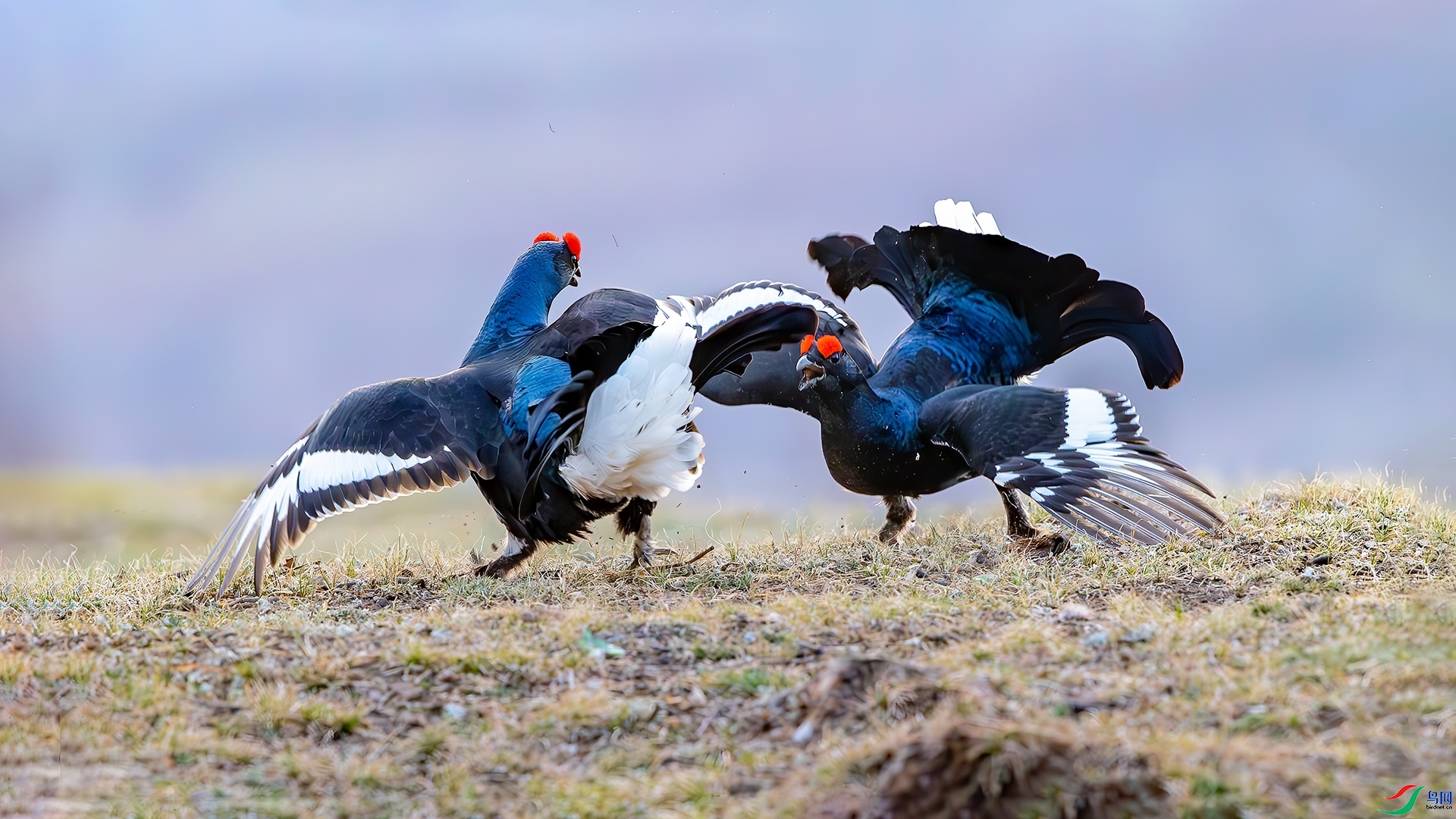 1.6 �ɵ���ʦ��Ʒ  ���ټ�   �ٻ�2024��1��6����Ӱʦ��ҳ����.jpg