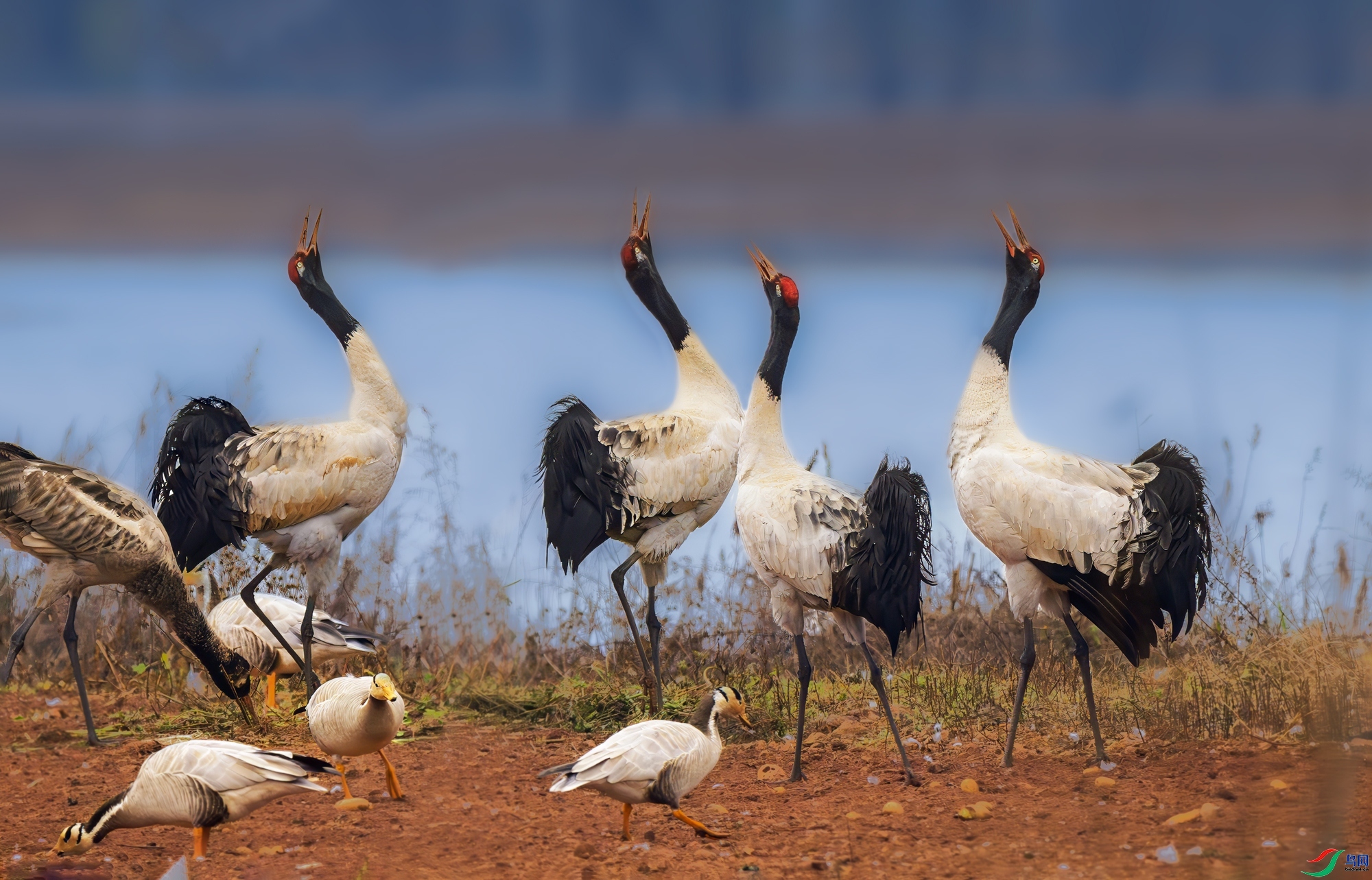 1.6 ����������ʦ��Ʒ  ���س�  �ٻ�2025��1��6�հ�����ҳ����.jpg