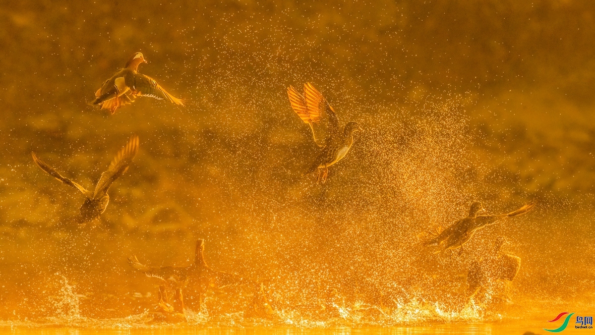 1.6 �ܻ�÷��ʦ��Ʒ  ԧ�������  �ٻ�2025��1��6�ջ�Ա��ҳ����.jpg