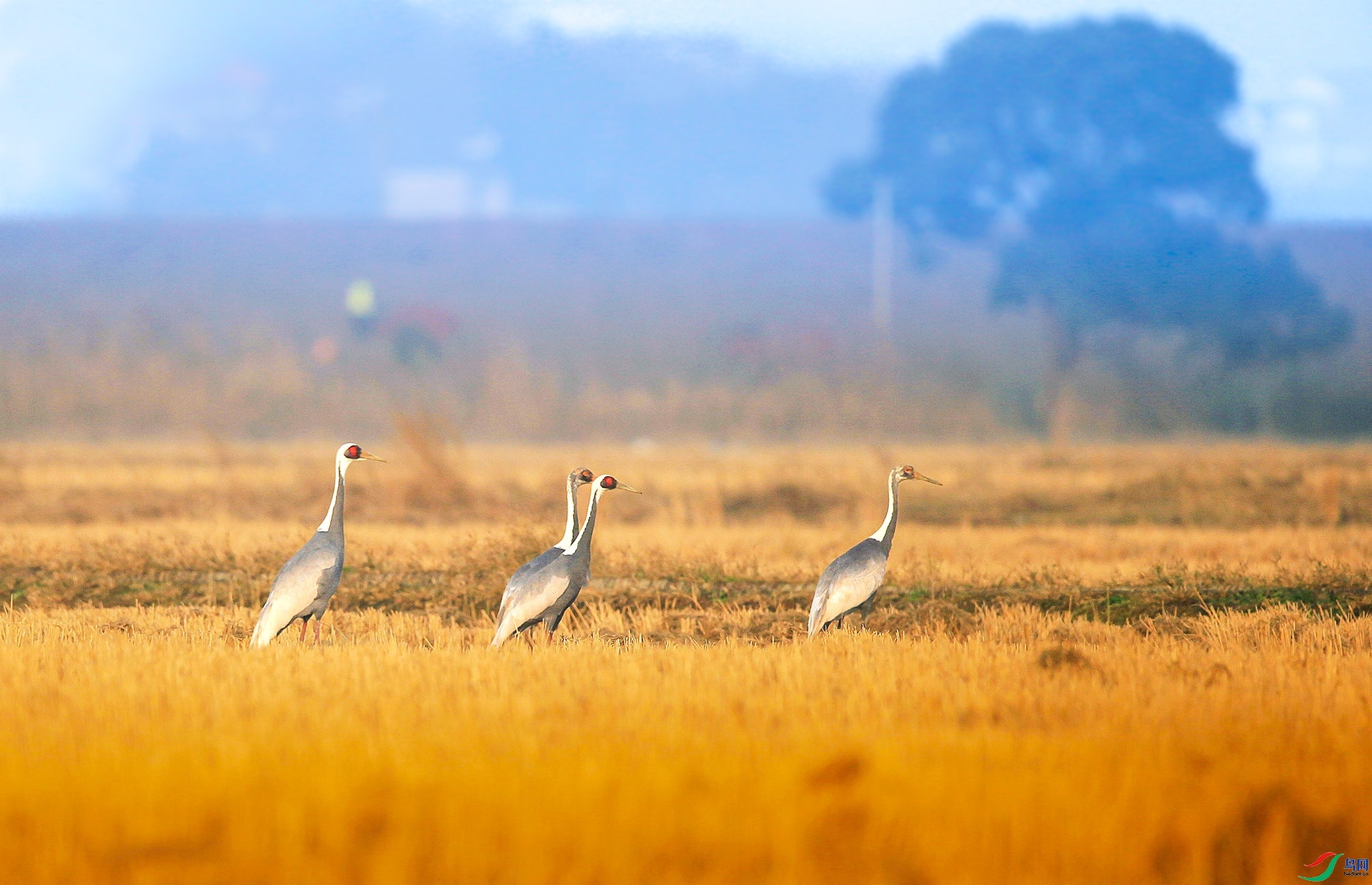 1.6 ����a��ʦ��Ʒ  ����  �ٻ�2025��1��6�ջ�Ա��ҳ����.jpg