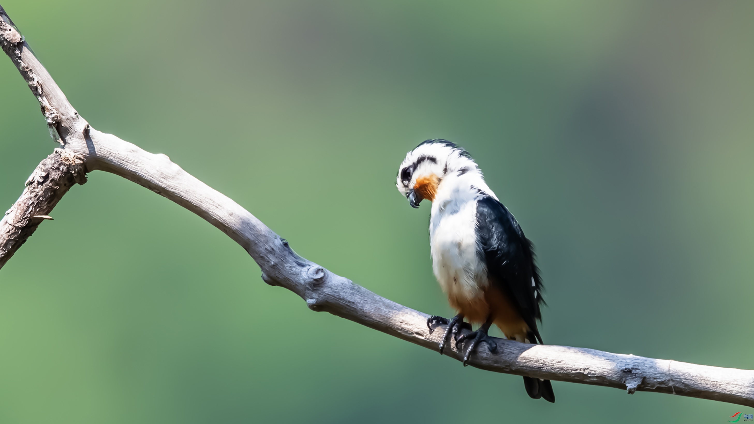 8911-1 ����.jpg