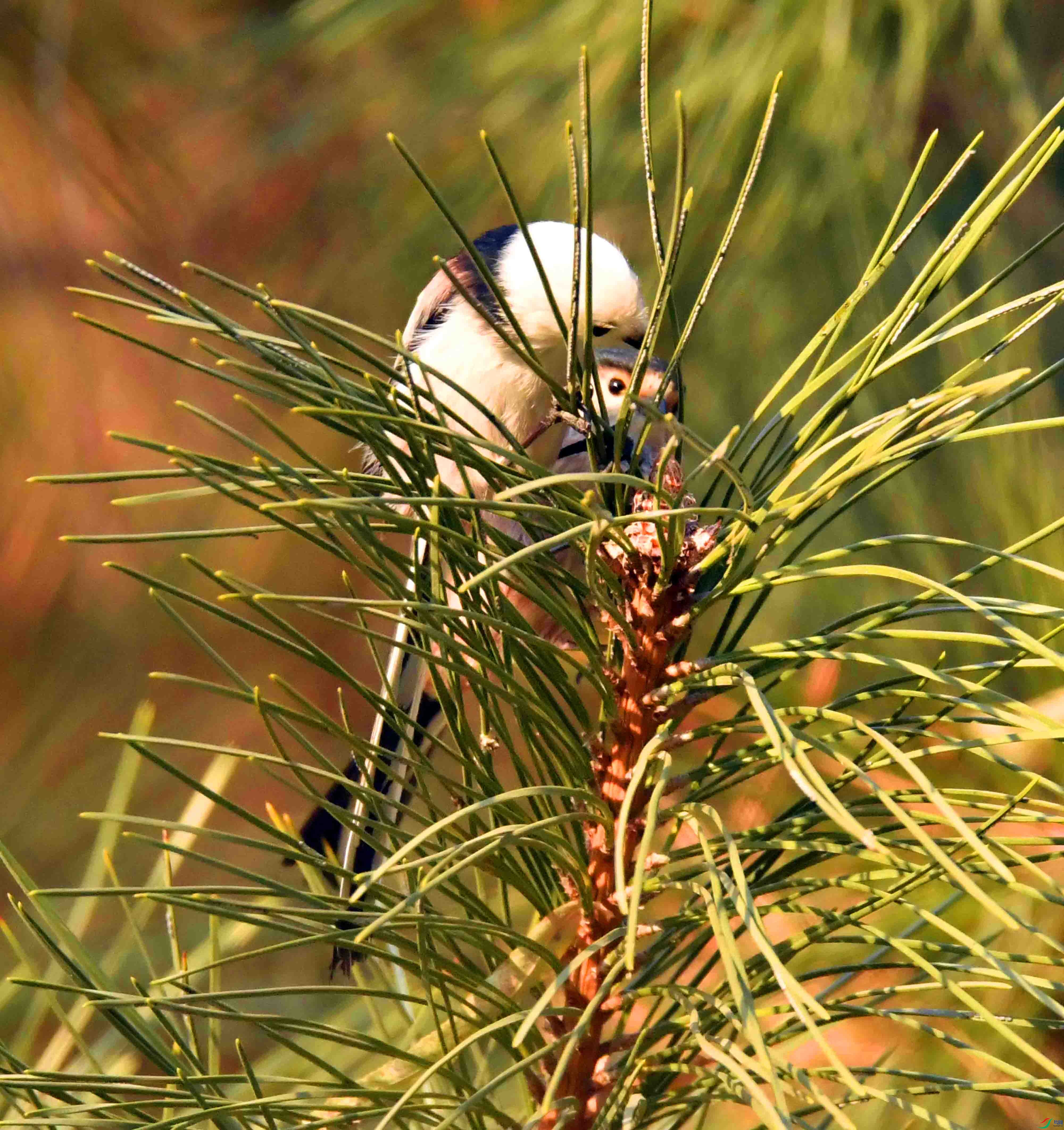 DSC_9385.JPG