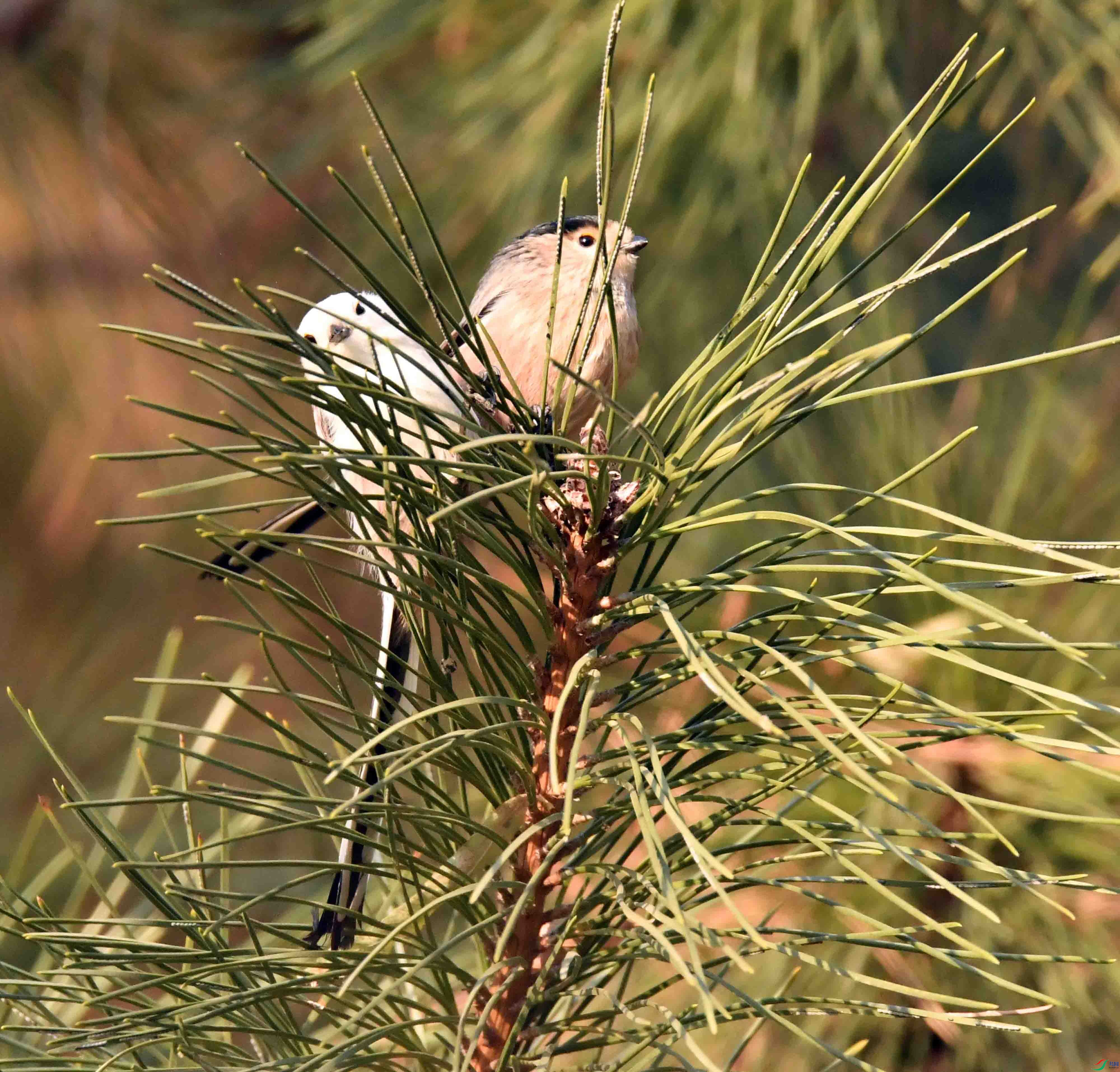 DSC_9391.JPG