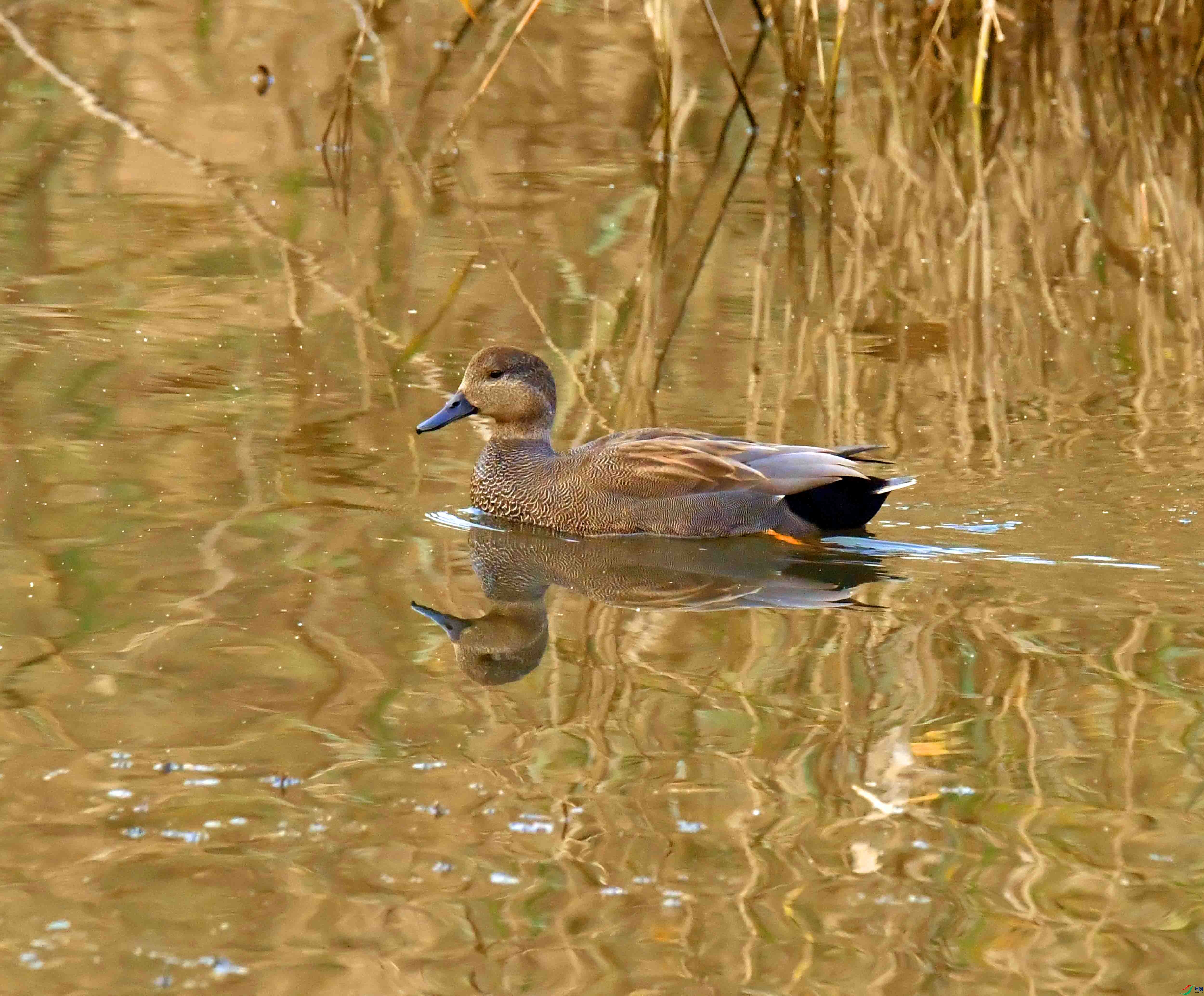 DSC_3687.JPG