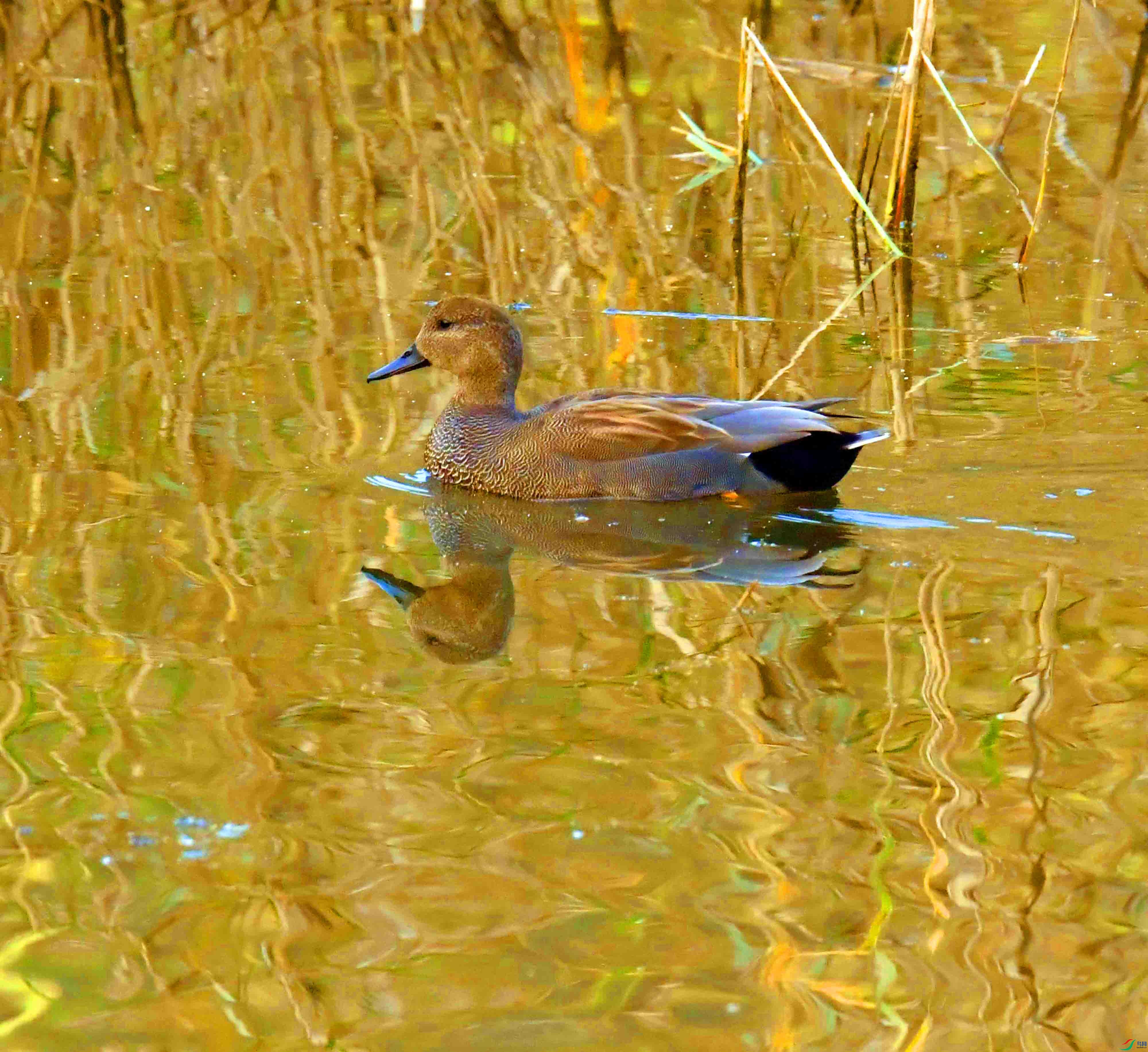 DSC_3683.JPG