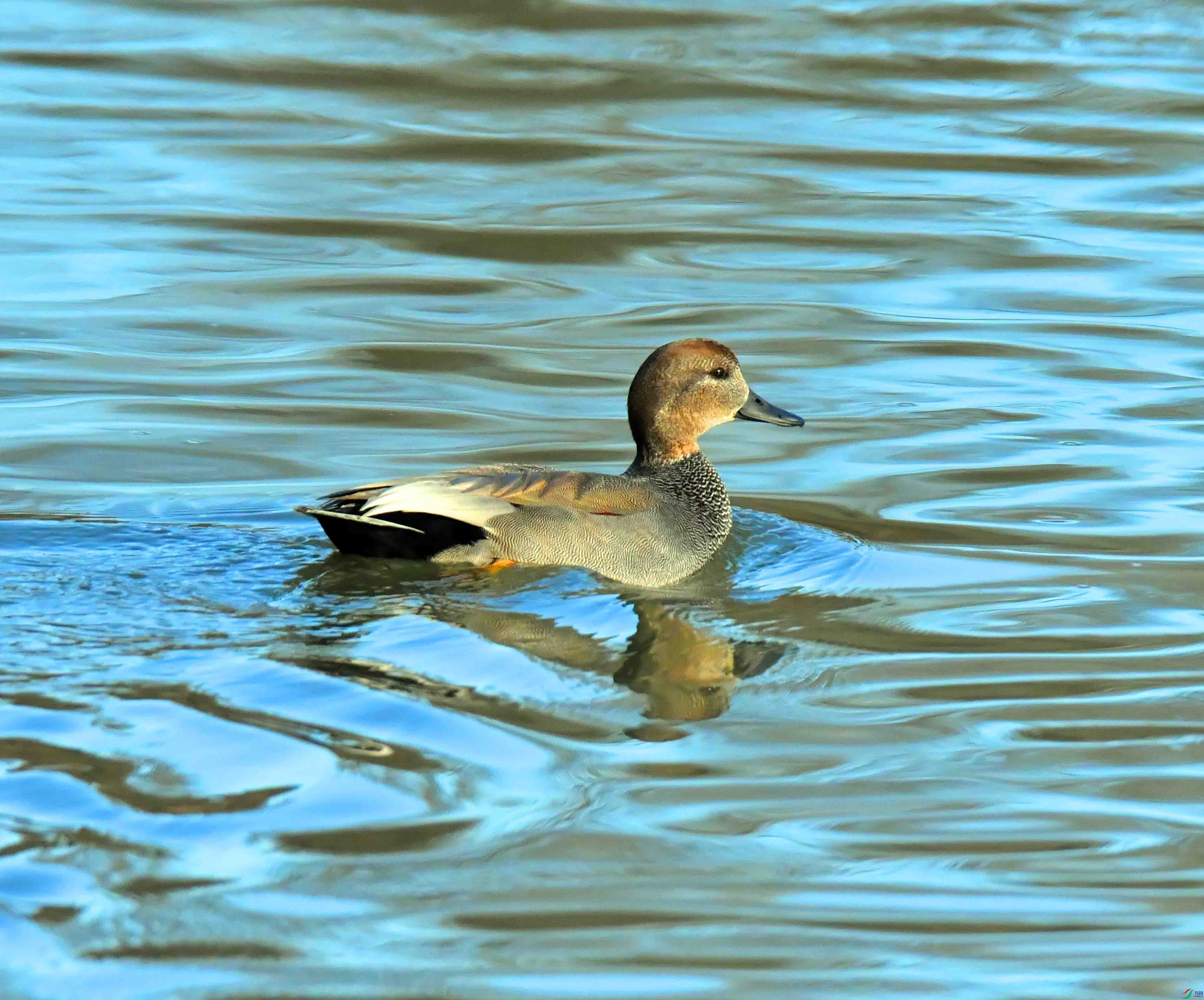 DSC_7457.JPG