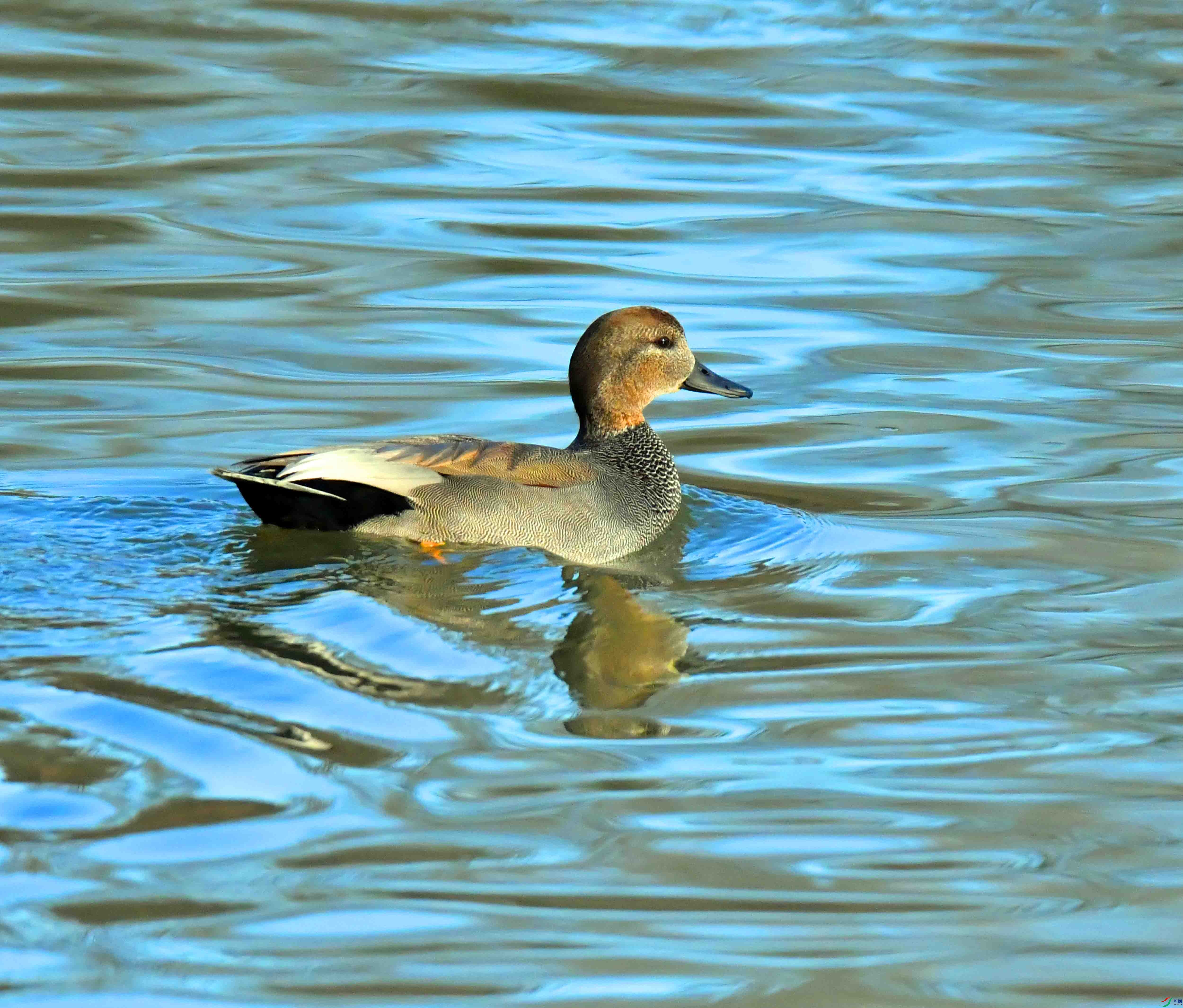 DSC_7459.JPG