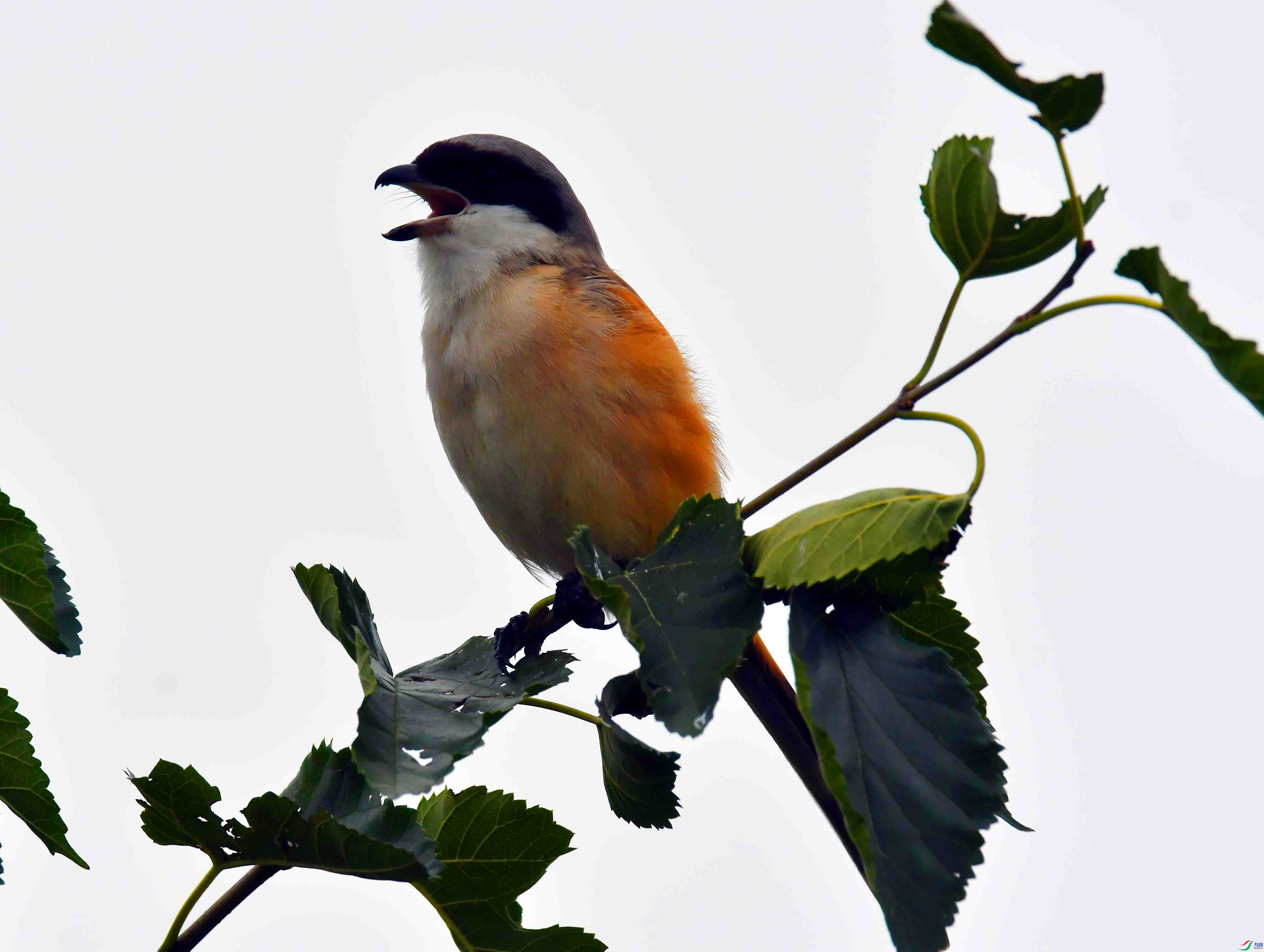 DSC_5653.JPG