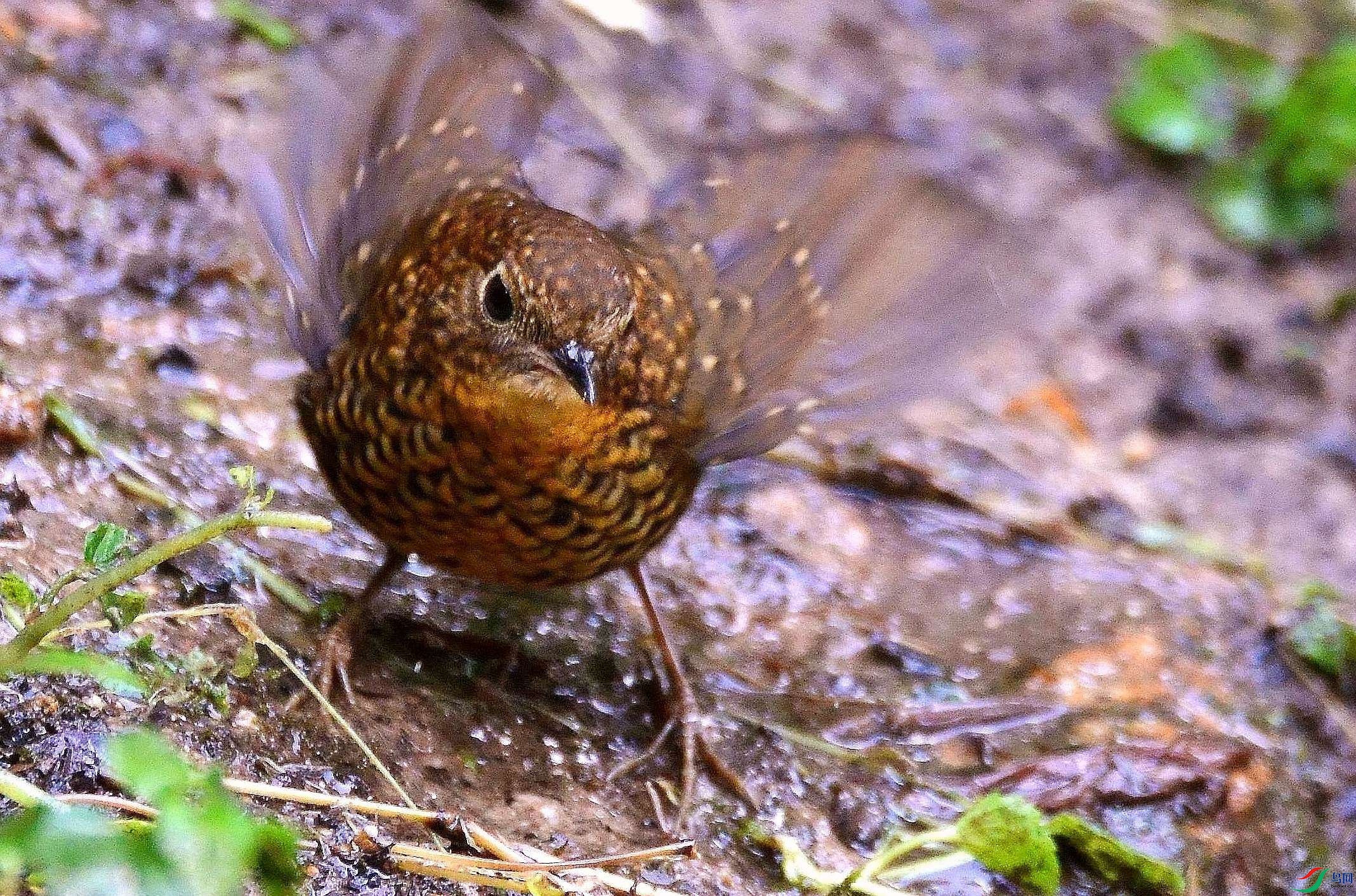 DSC_7432.JPG