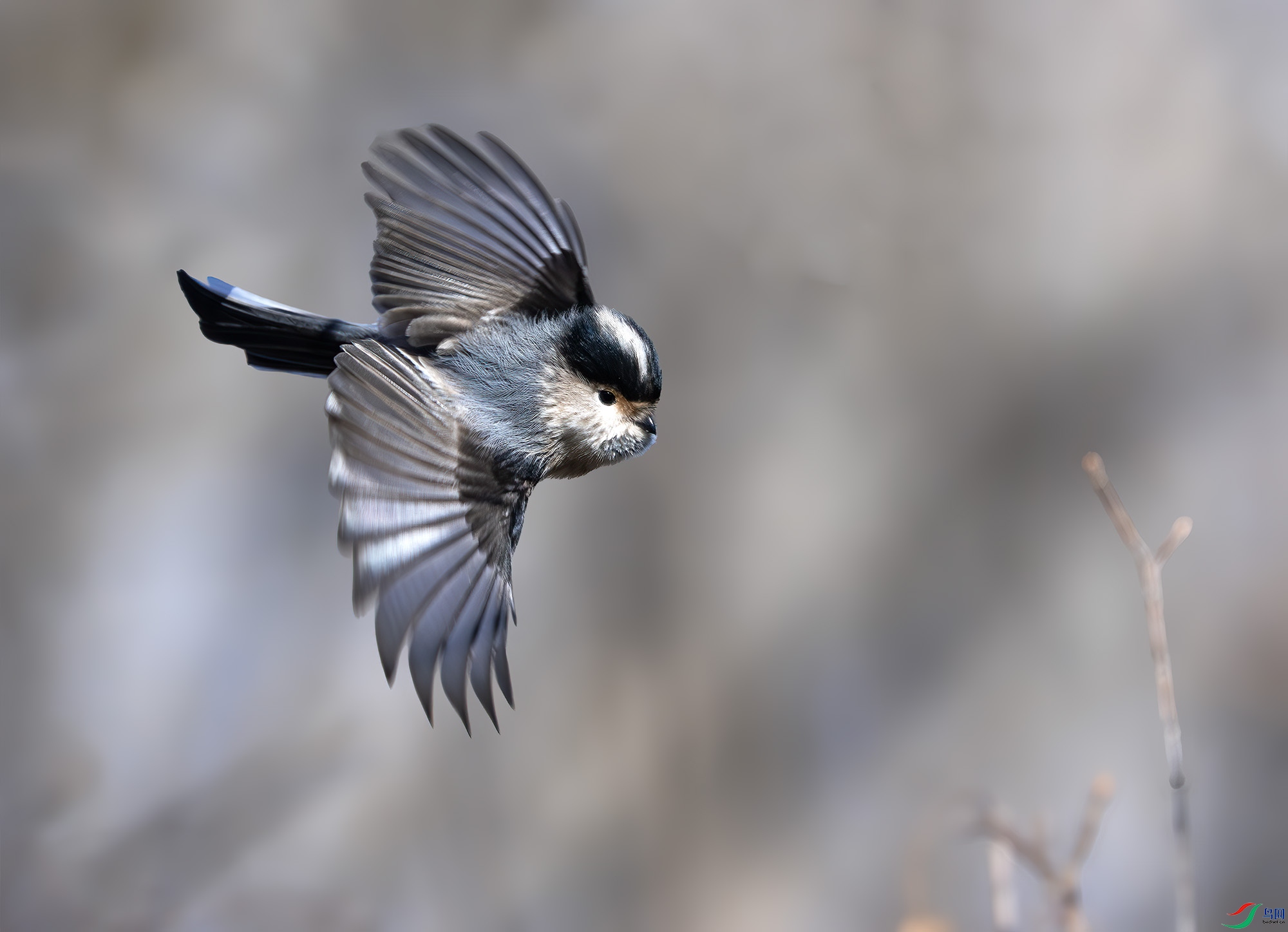 DSC_4398-����ǿ-NR ����.jpg