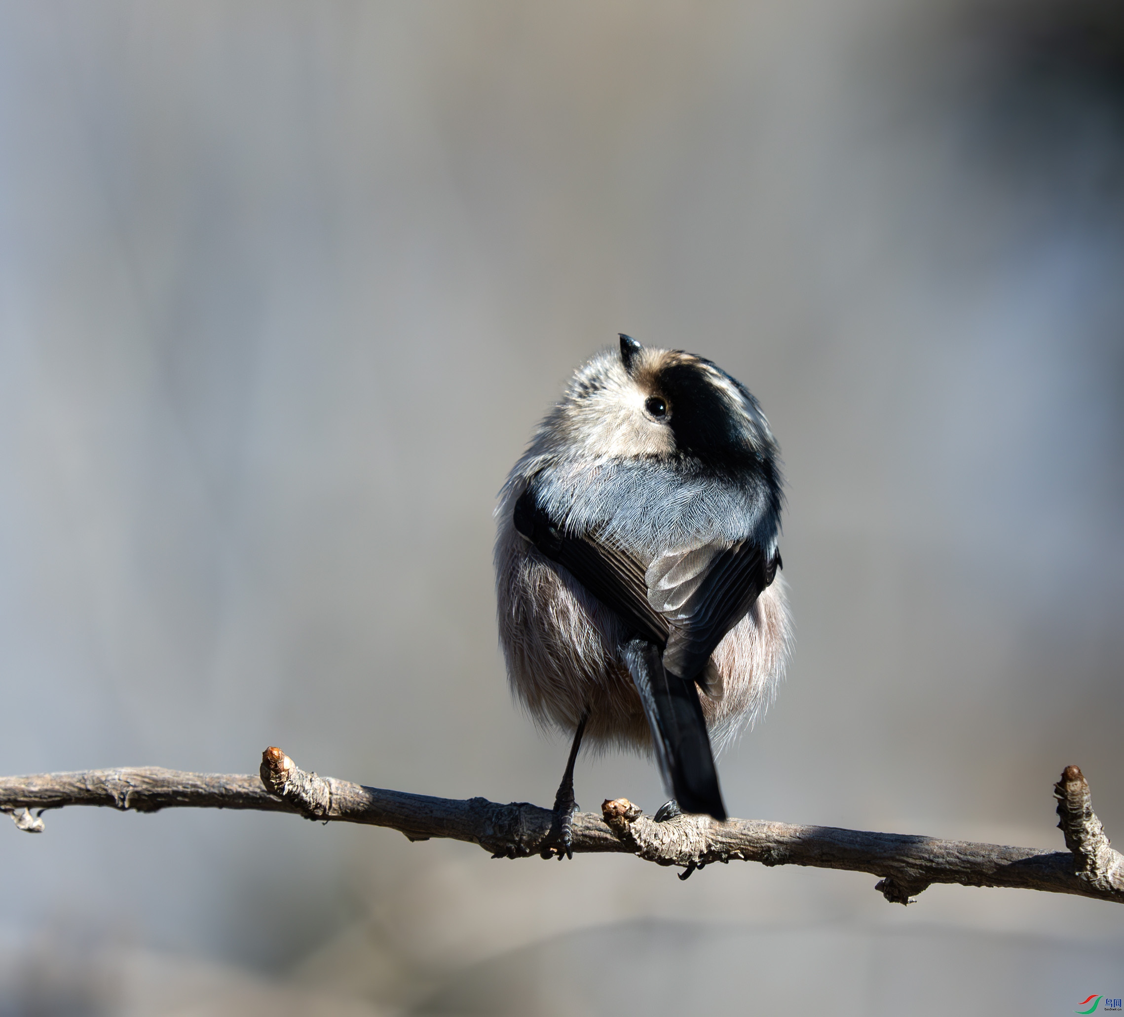 DSC_4933-����ǿ-NR ����.jpg