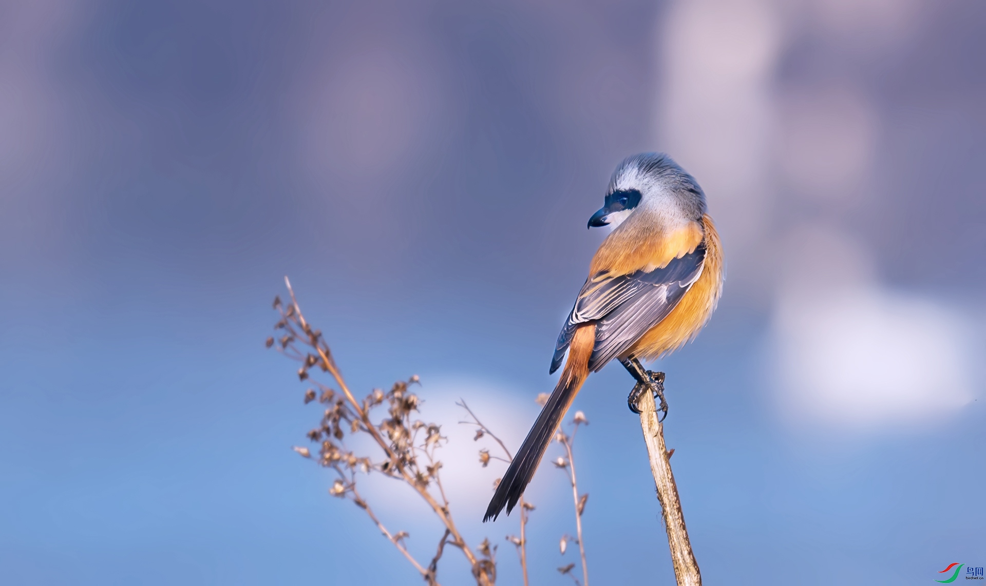 �ر�����