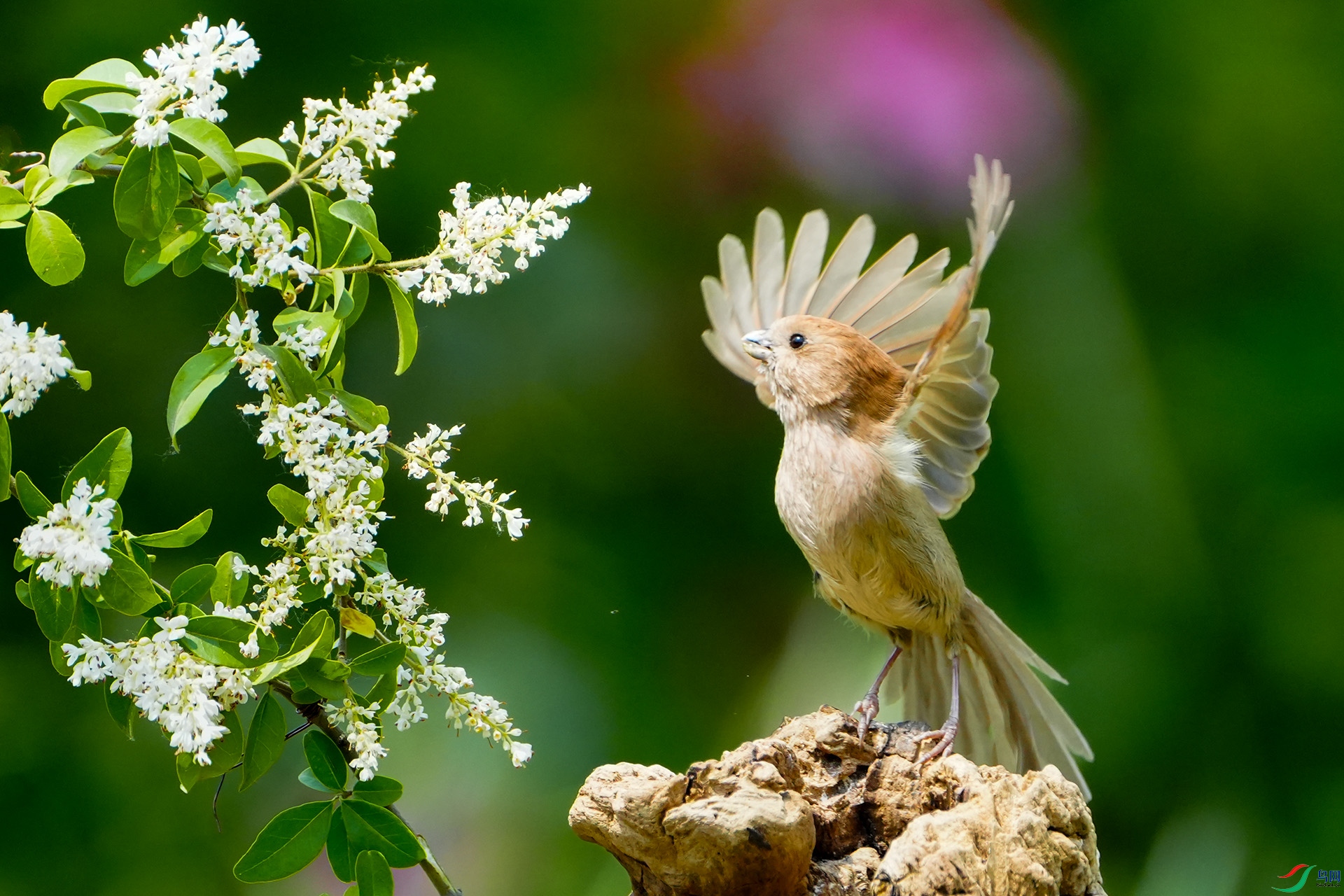 DSC01042 ����.jpg